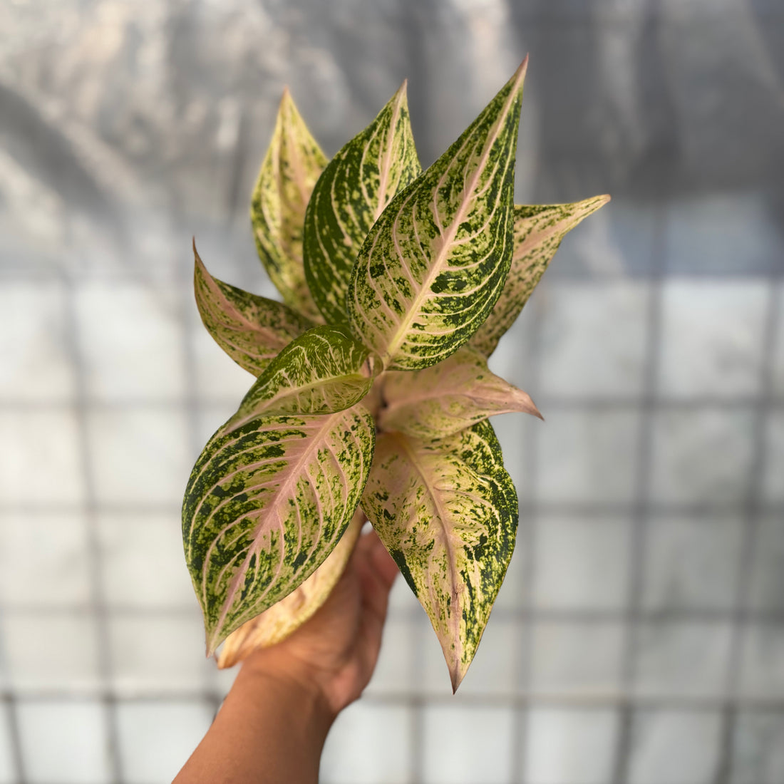 Aglaonema Tiara Violet