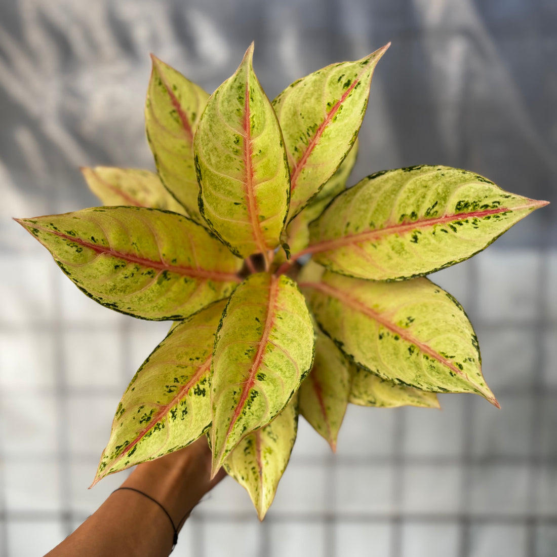 Aglaonema Frozen