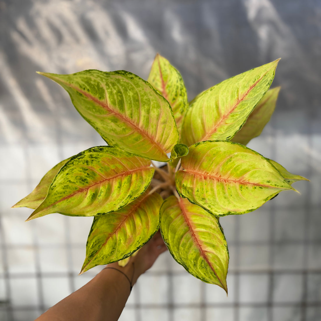 Aglaonema Unicron