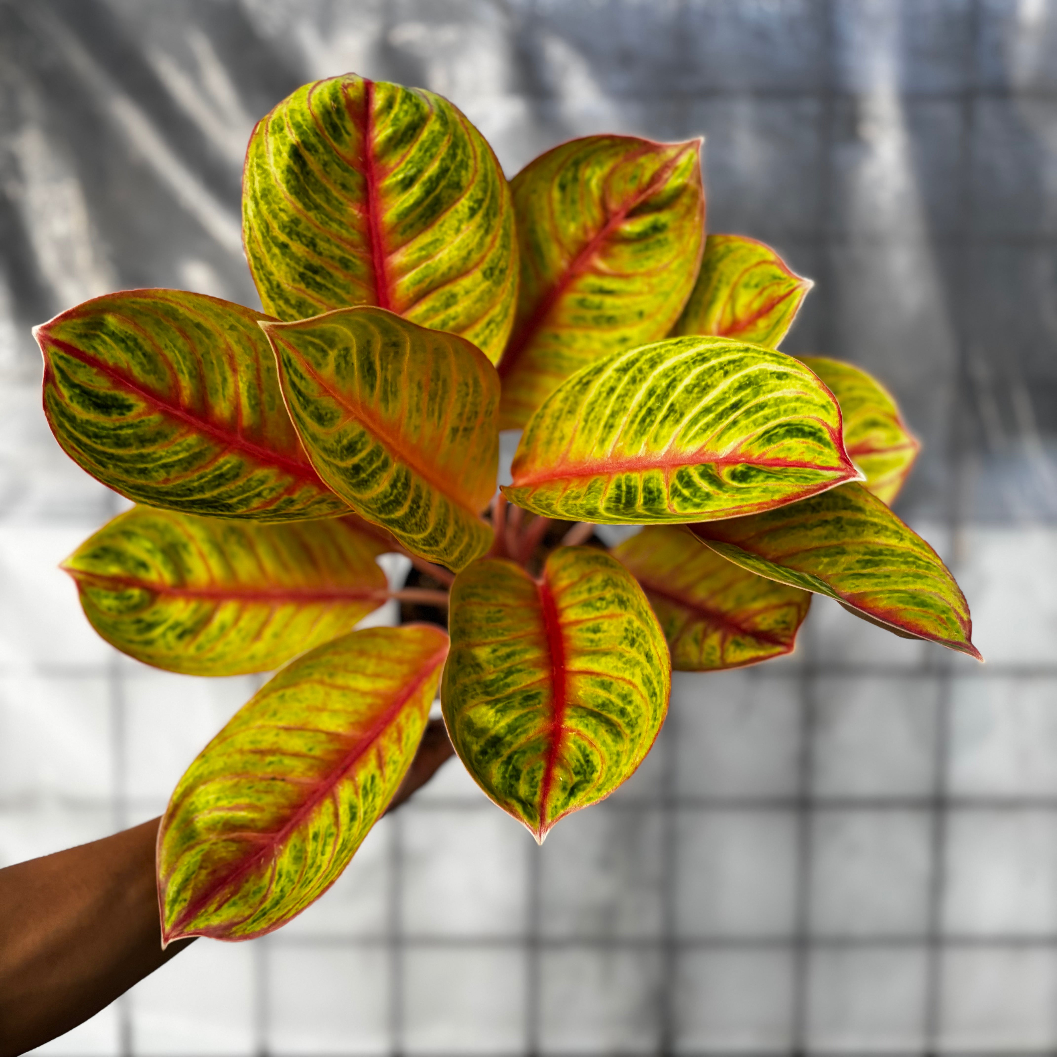 aglaonema amber Aglaonema Amber : Buy Plant Online In India