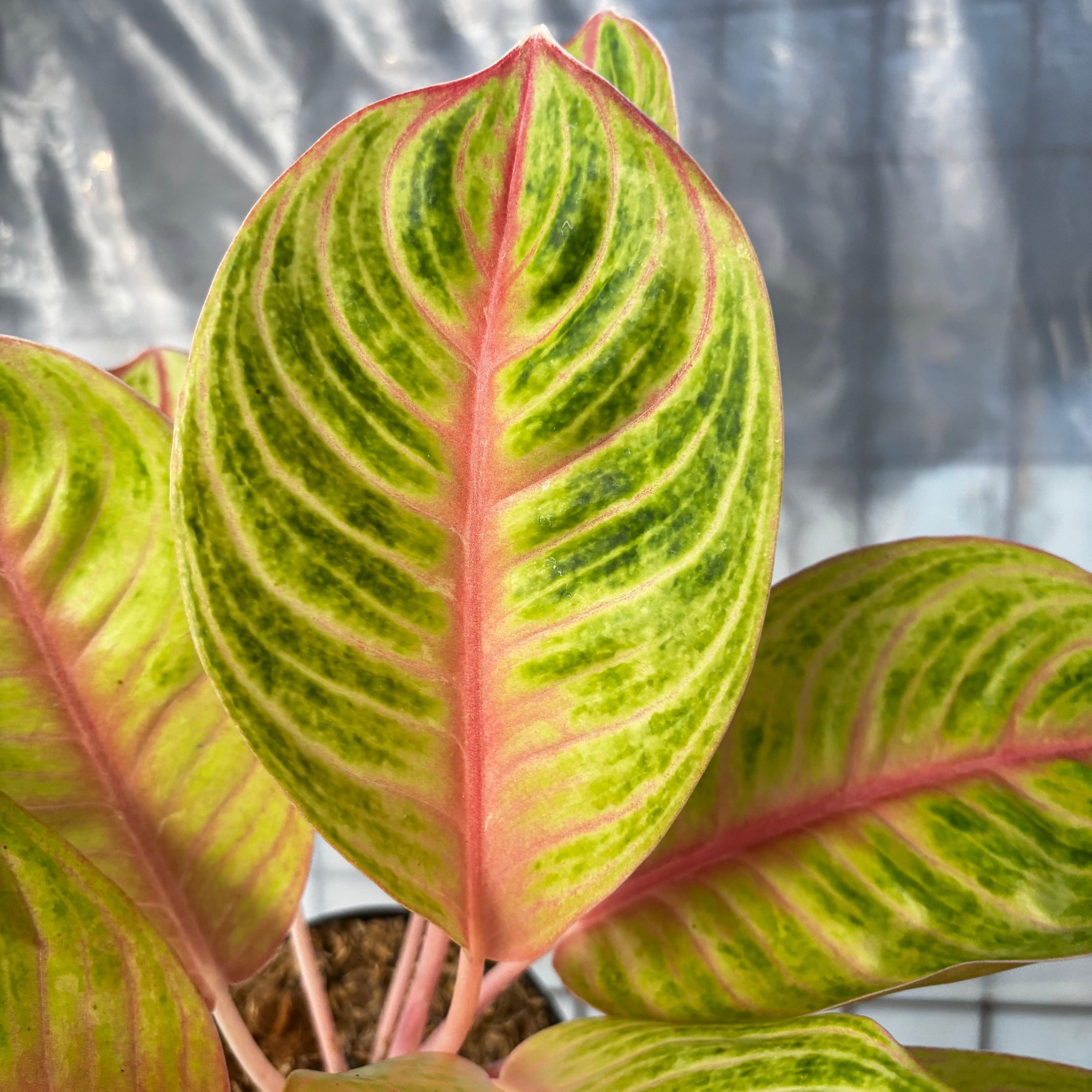 Aglaonema Amber