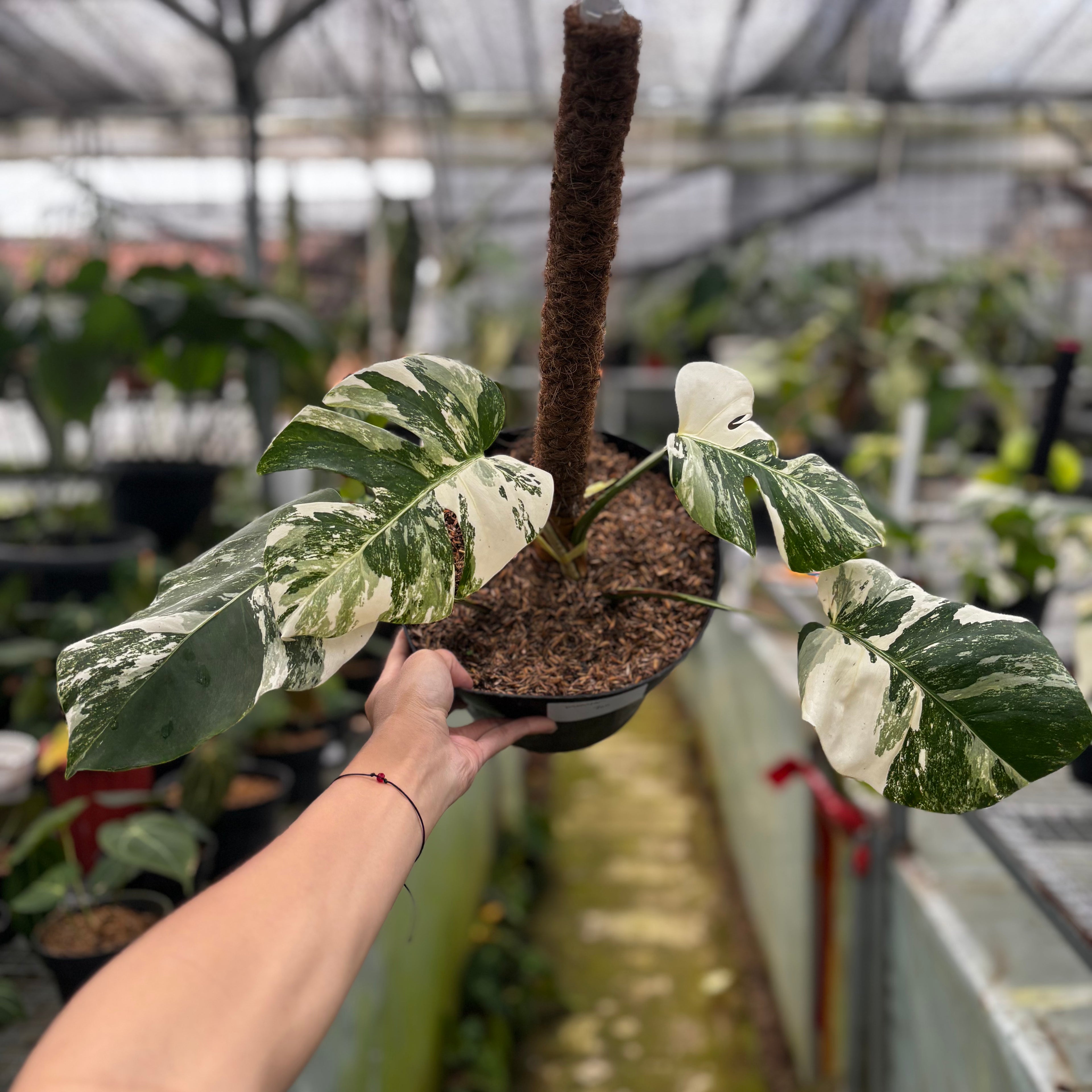 RP011-6 Monstera Albo Variegated