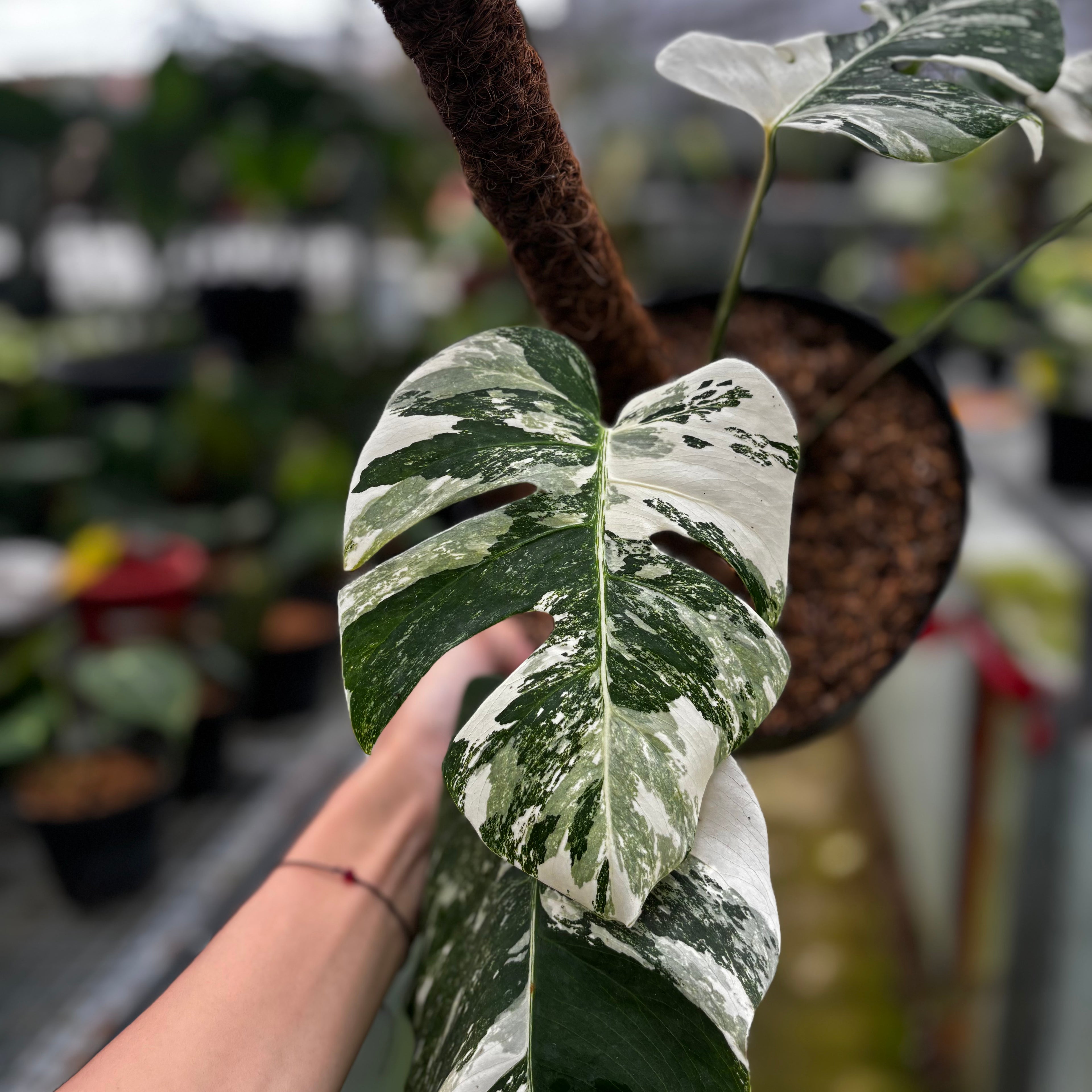RP011-6 Monstera Albo Variegated