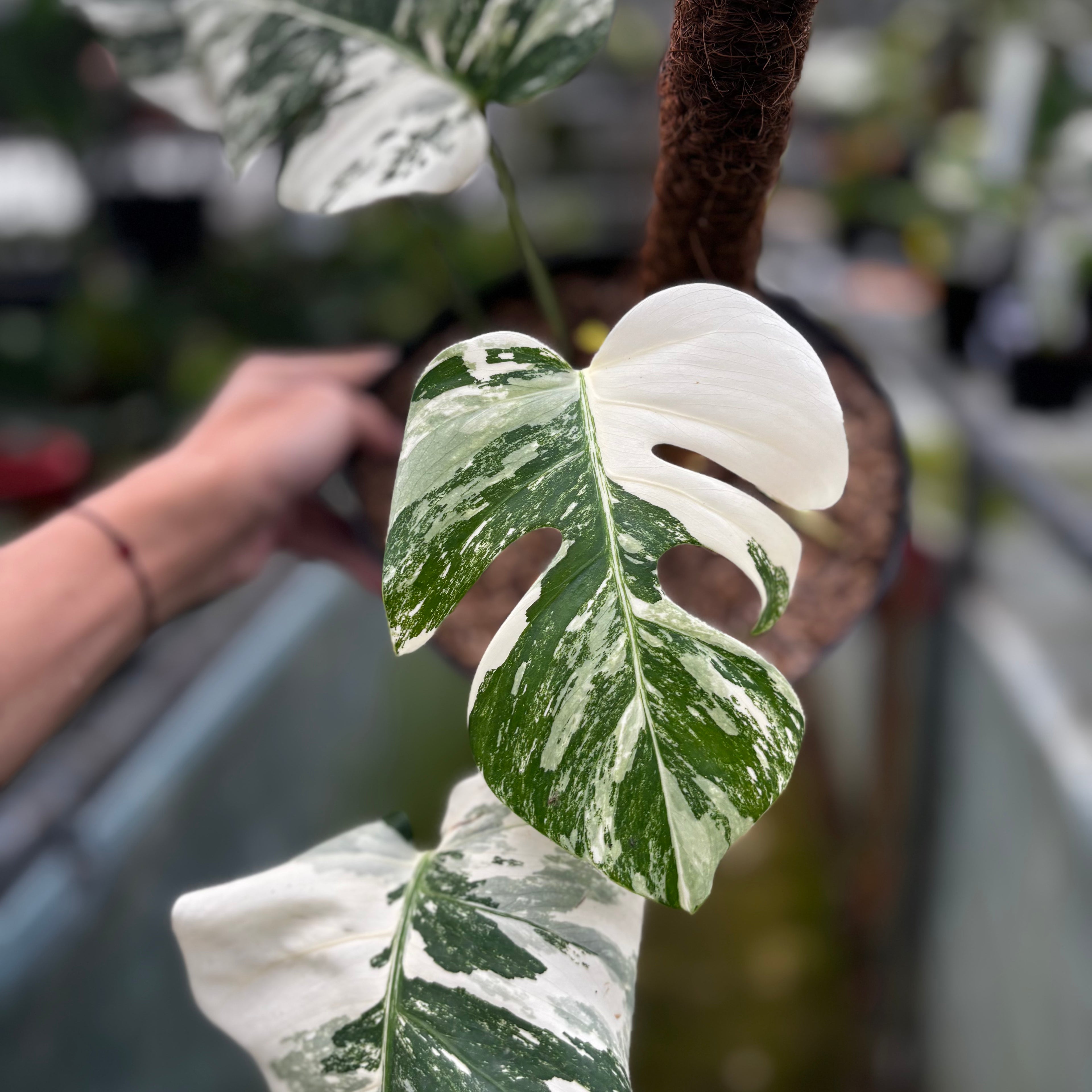 RP011-6 Monstera Albo Variegated