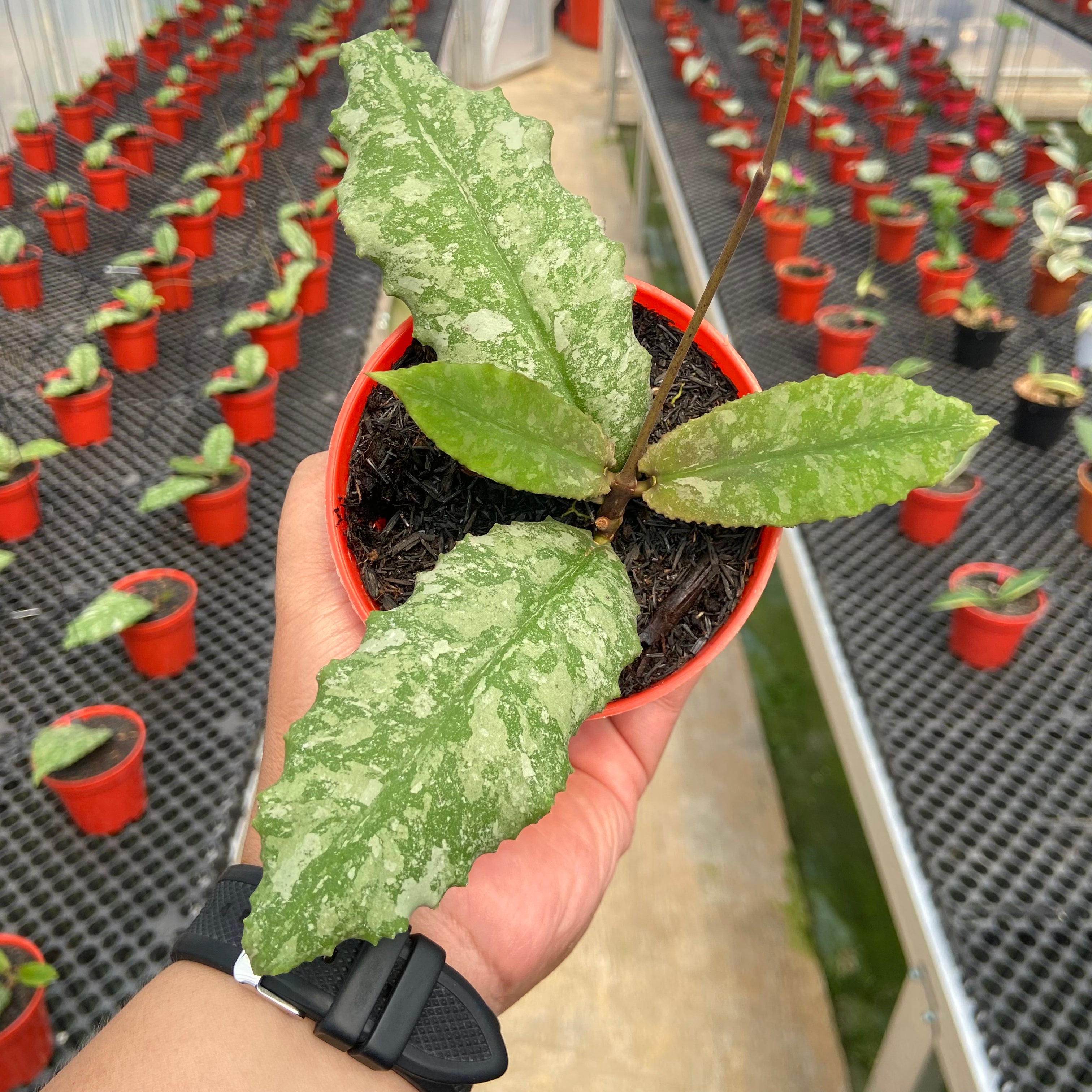 Hoya Undulata Silver Round Leaf
