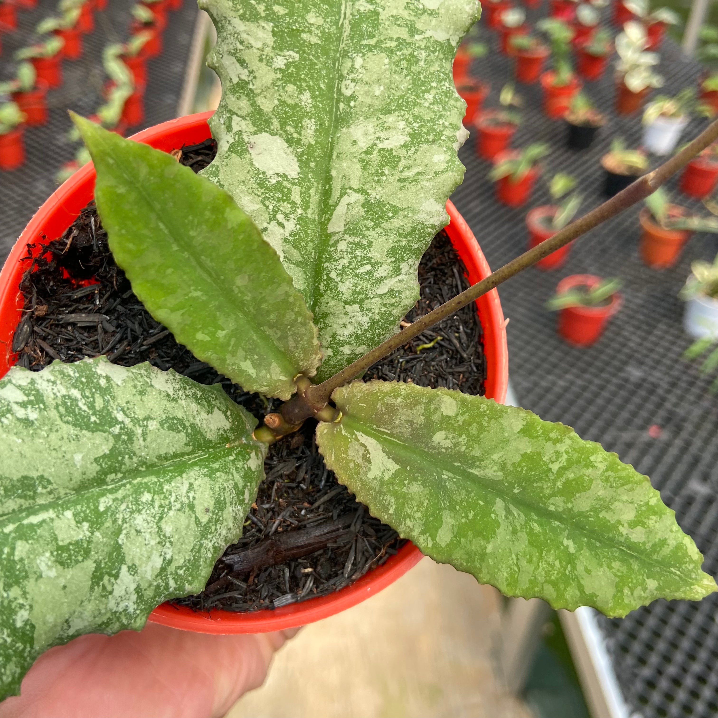 Hoya Undulata Silver Round Leaf