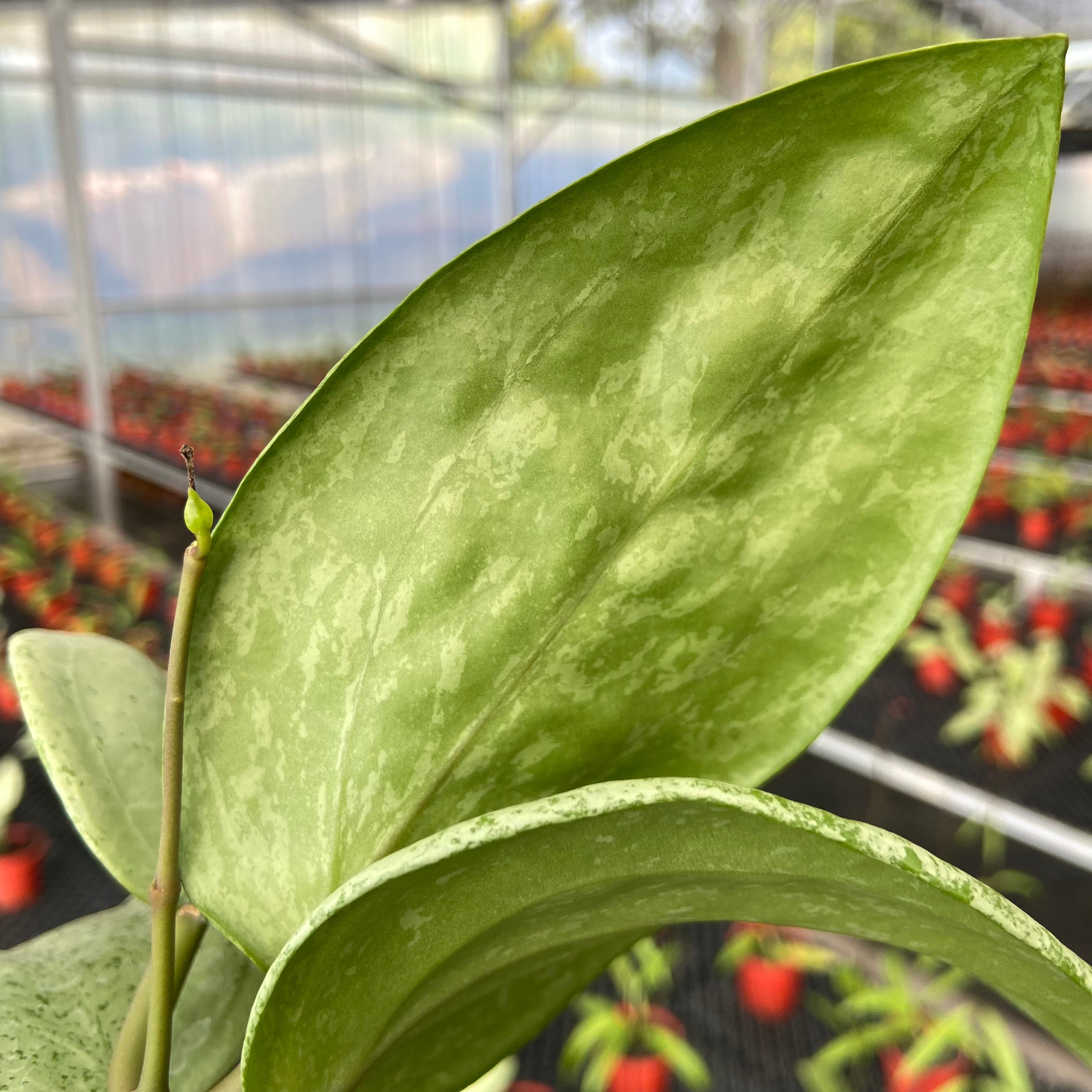 Hoya Glabra Gin