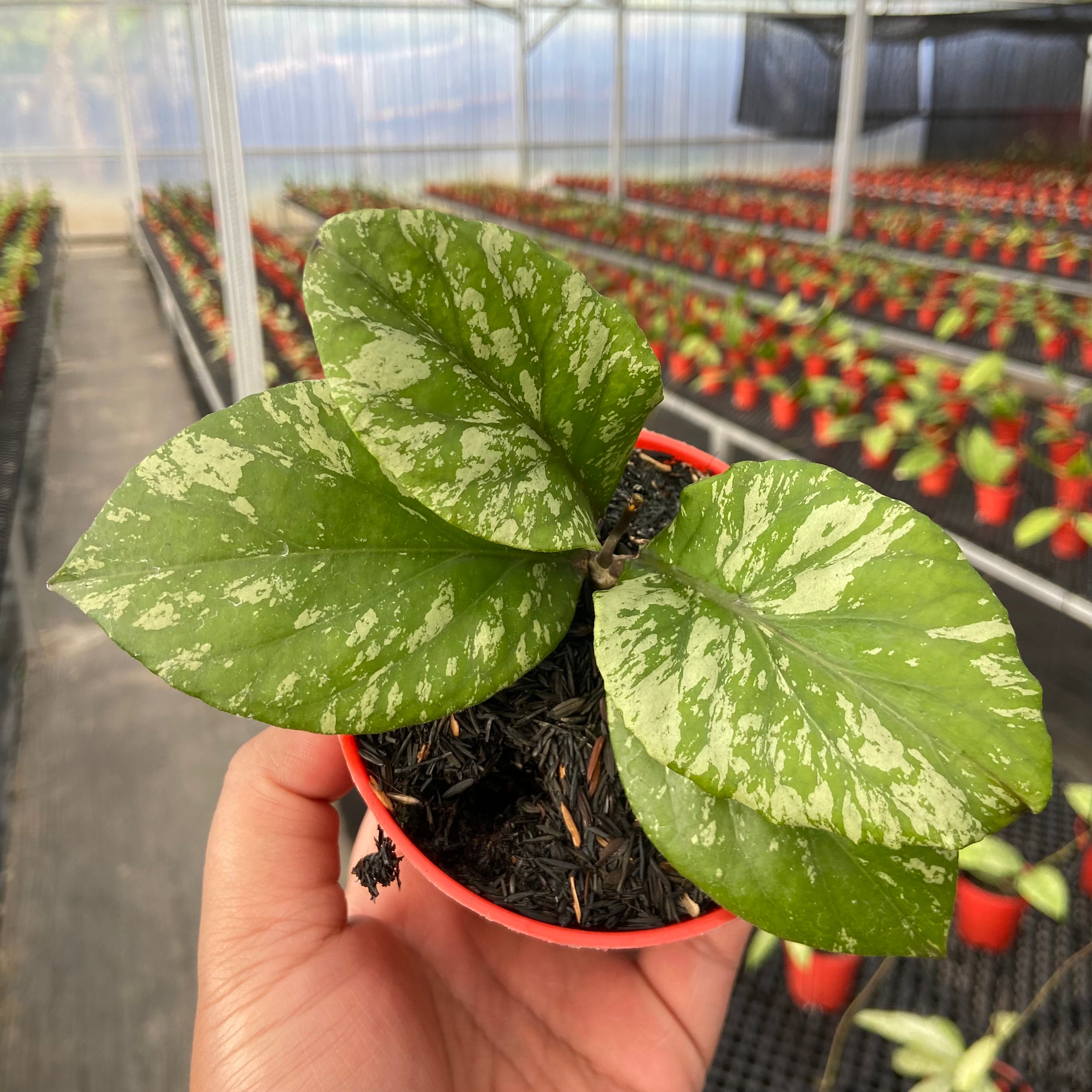 Hoya SP Aceh Manohara High Splash