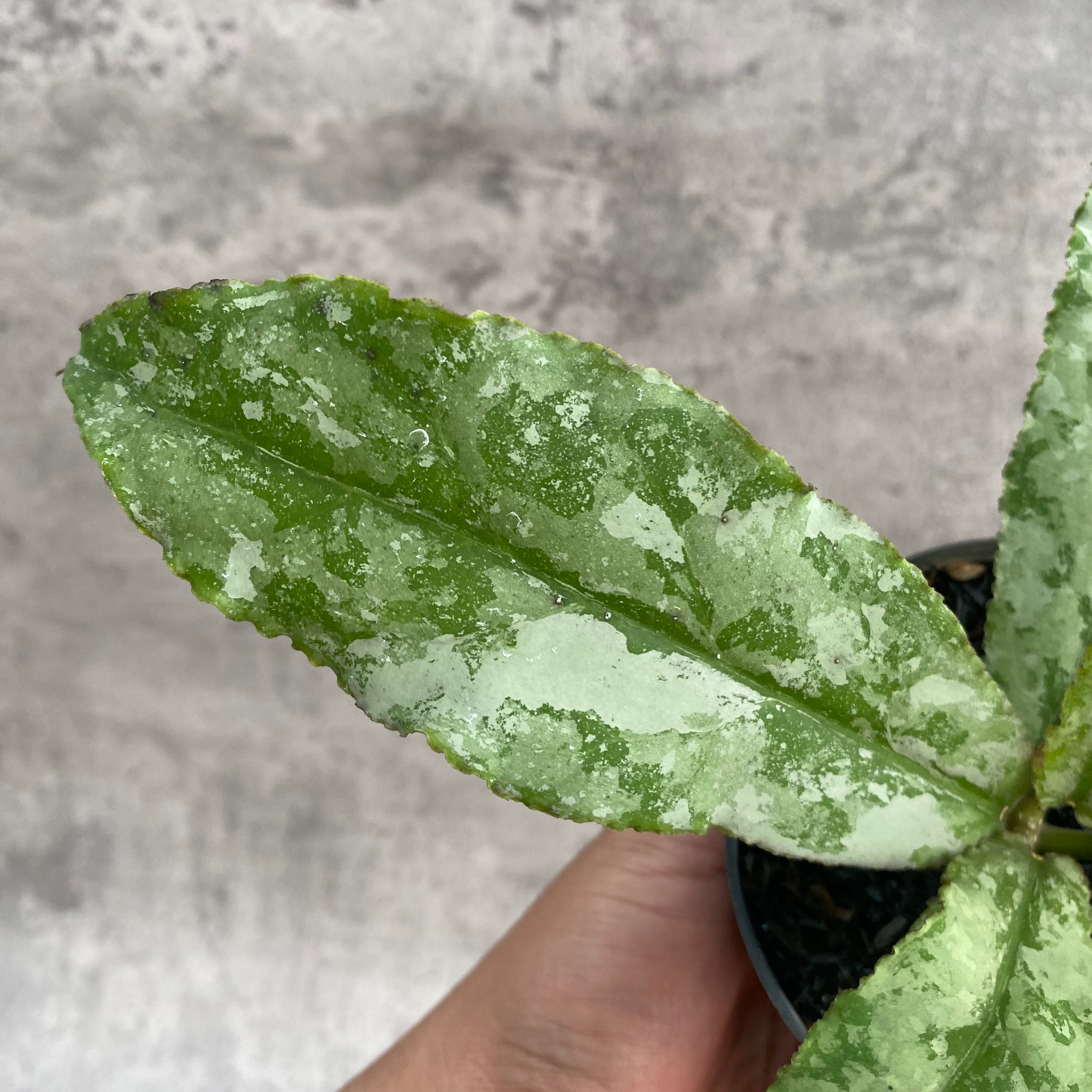 RP104-7 Hoya Undulata Silver
