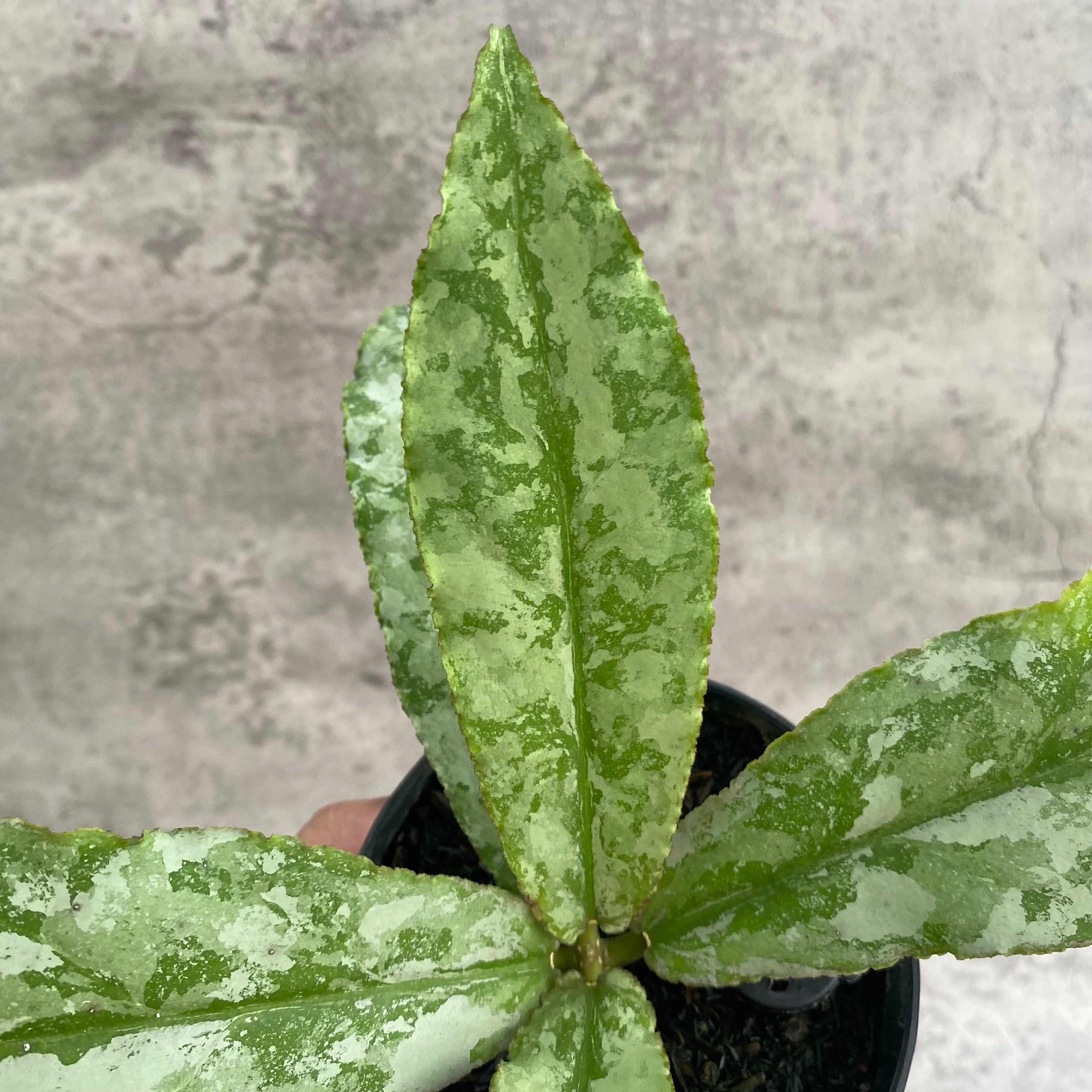 RP104-7 Hoya Undulata Silver