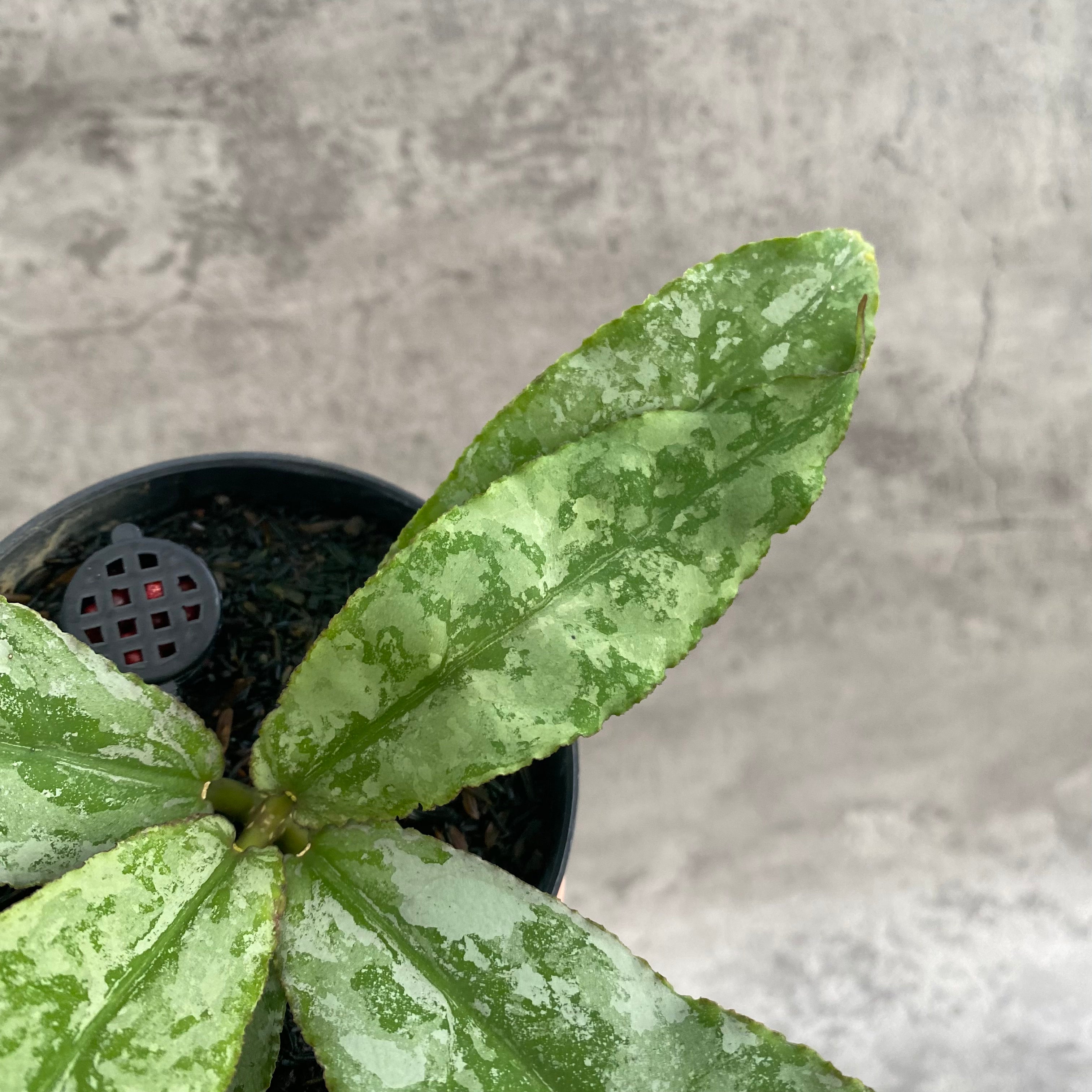 RP104-7 Hoya Undulata Silver