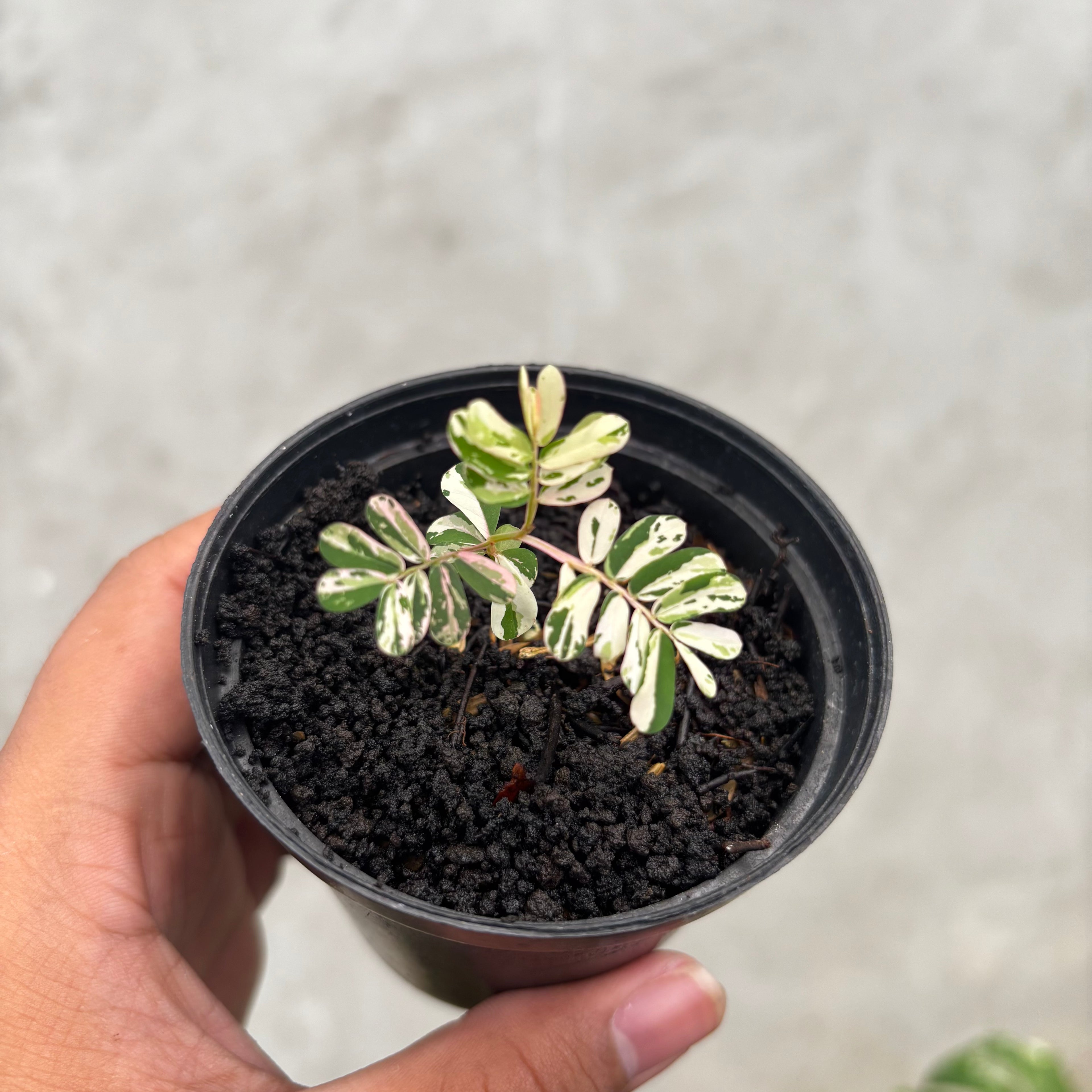 RP032-6 Phyllanthus Variegated
