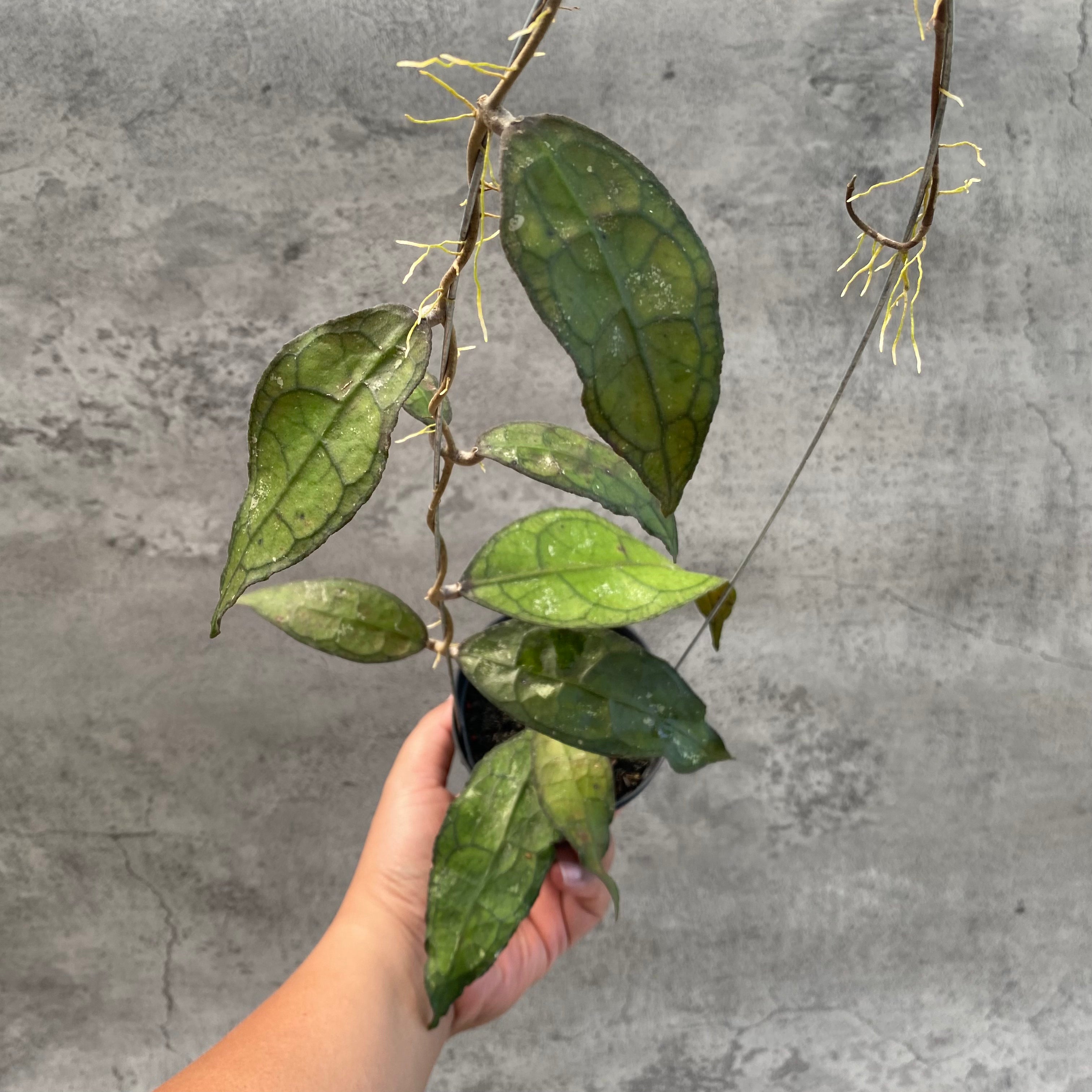 RP57-8 Hoya Clemensiorum SP Aceh