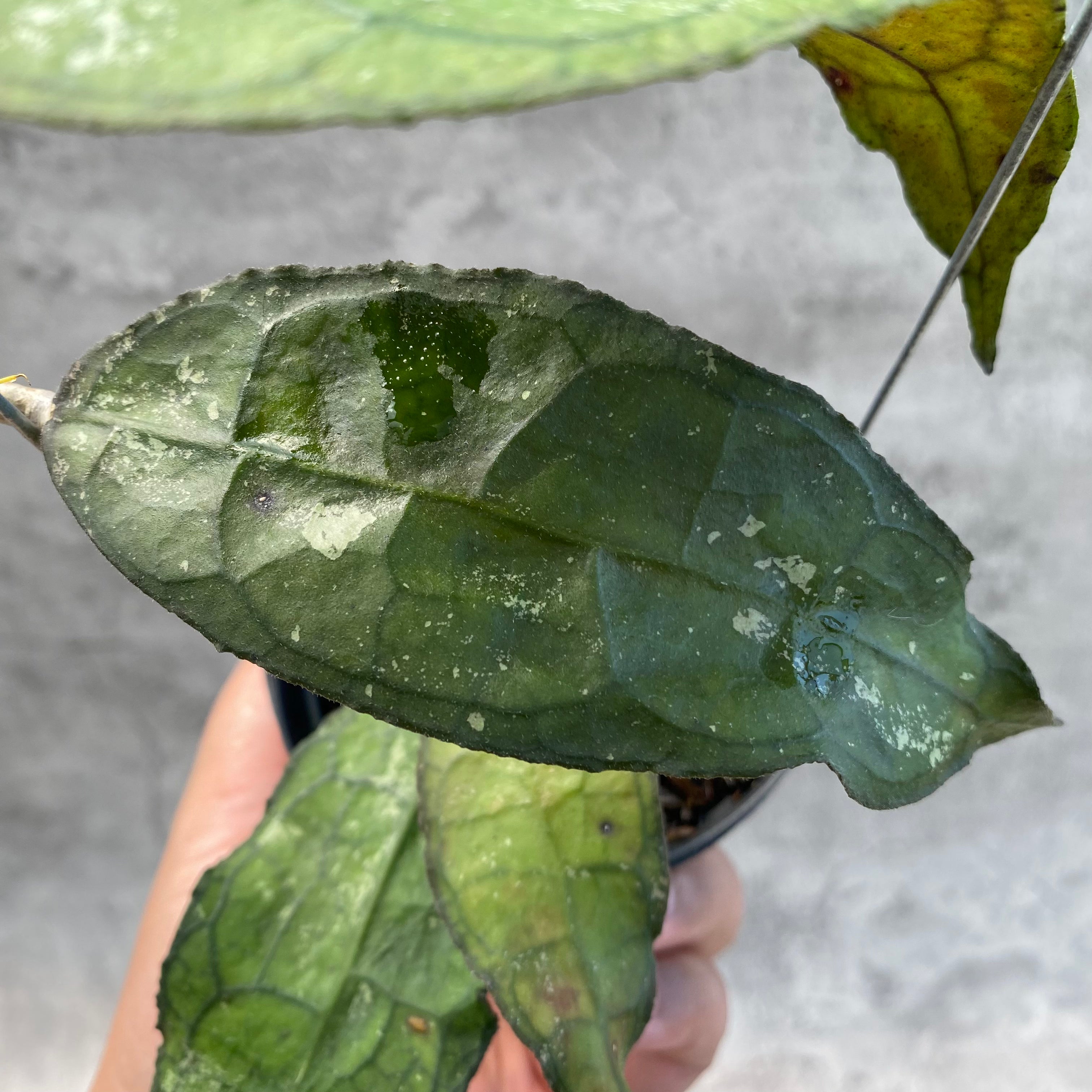 RP57-8 Hoya Clemensiorum SP Aceh
