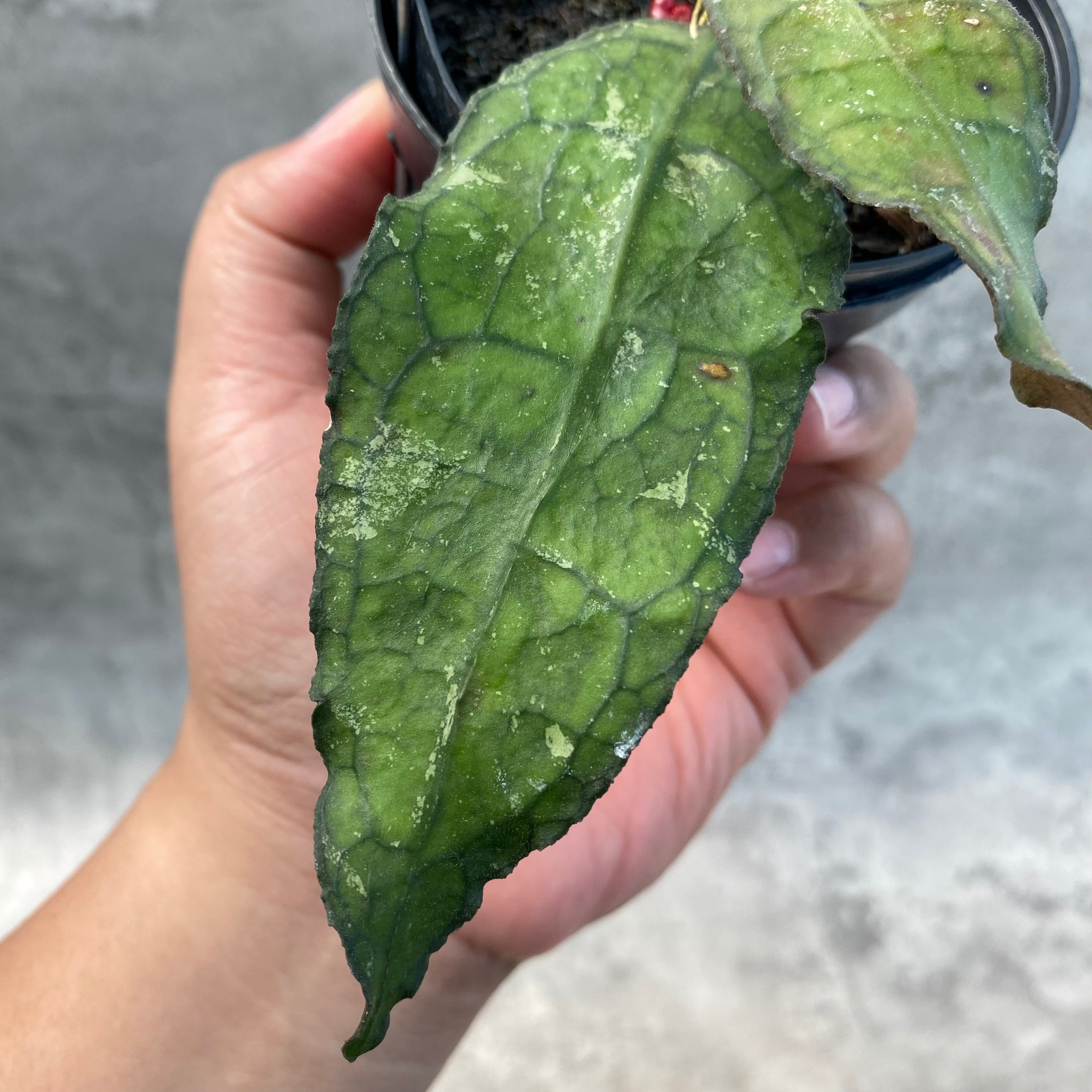 RP57-8 Hoya Clemensiorum SP Aceh