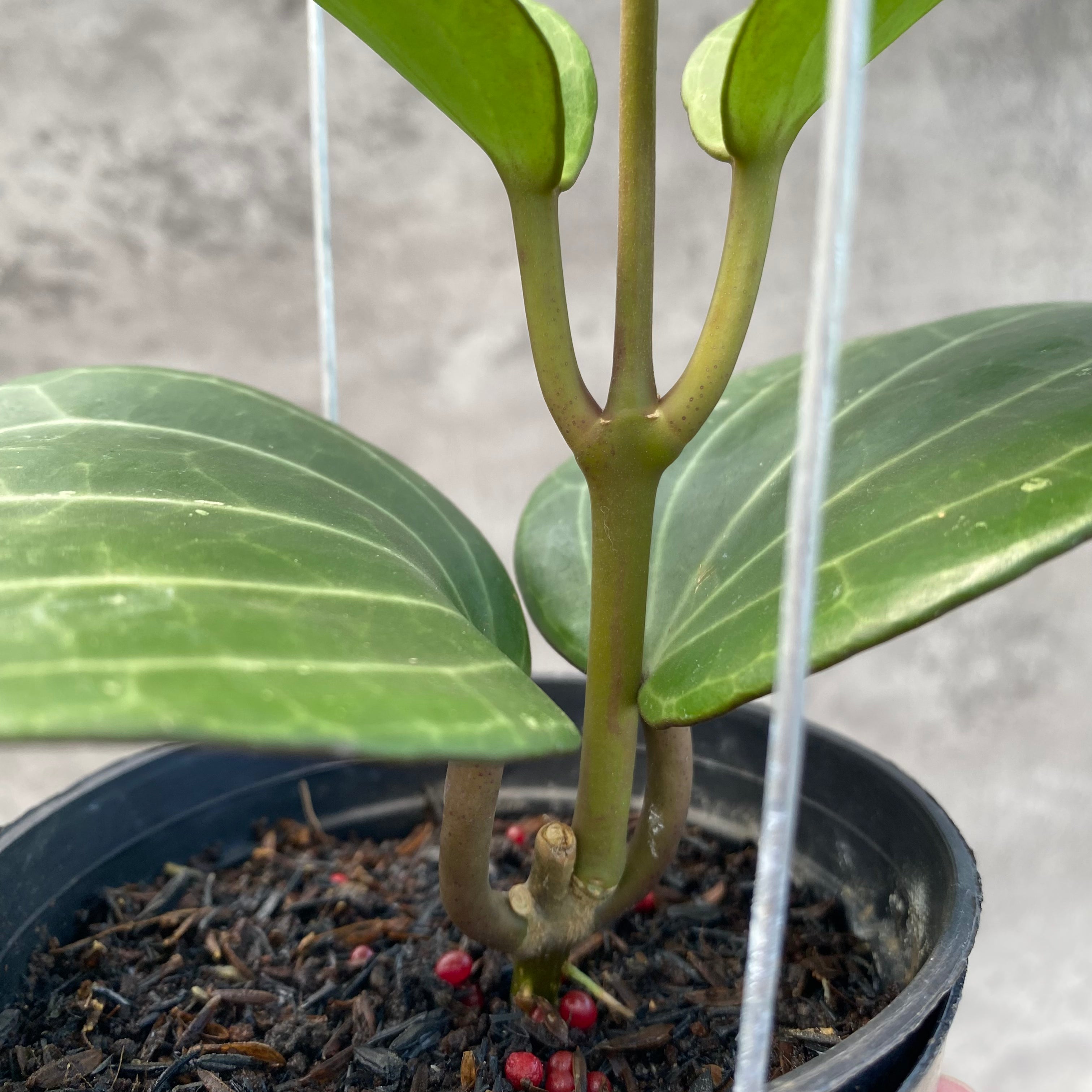 RP44-8 Hoya Macrophylla High Splash
