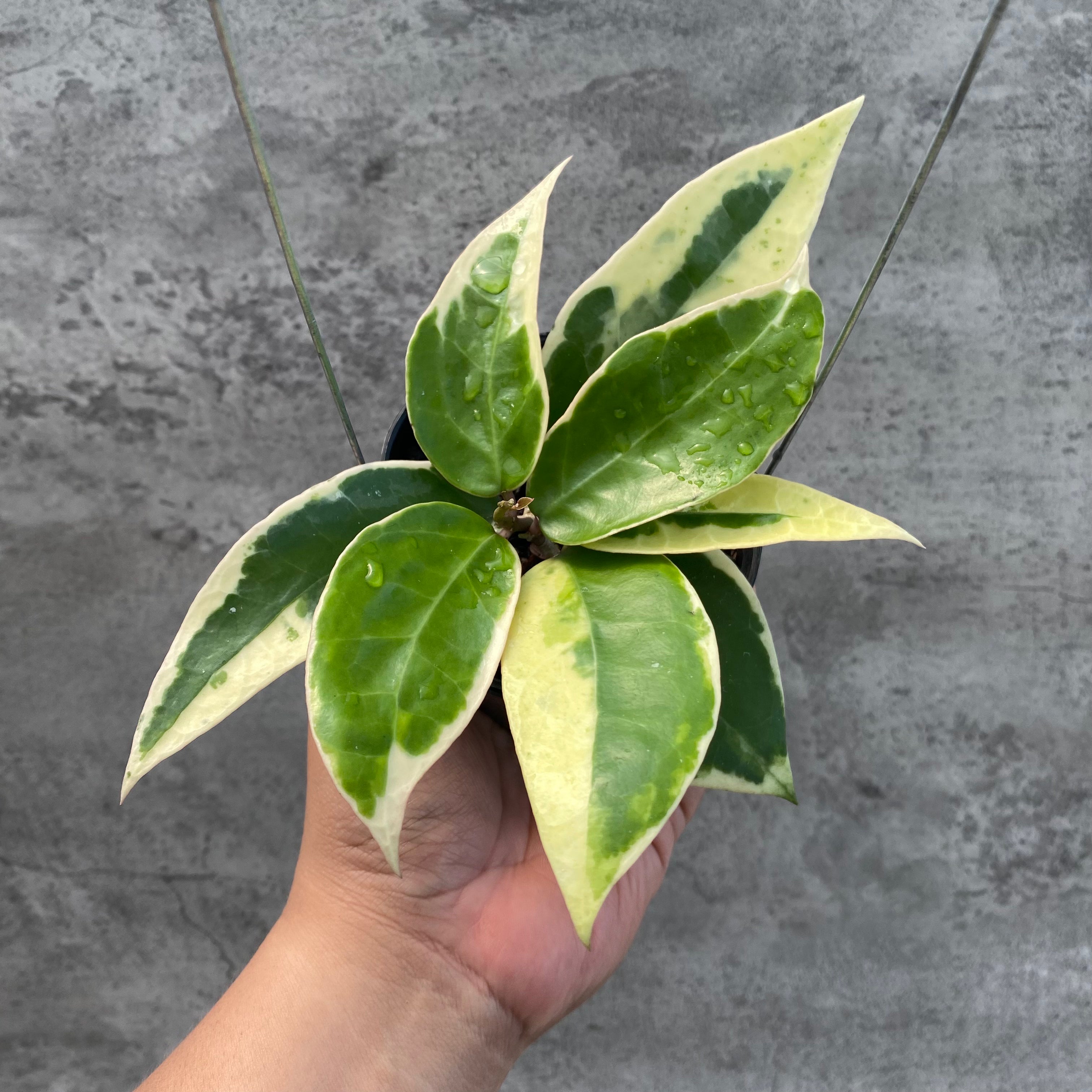 RP31-8 Hoya Verticillata SP Panglay Albomarginata