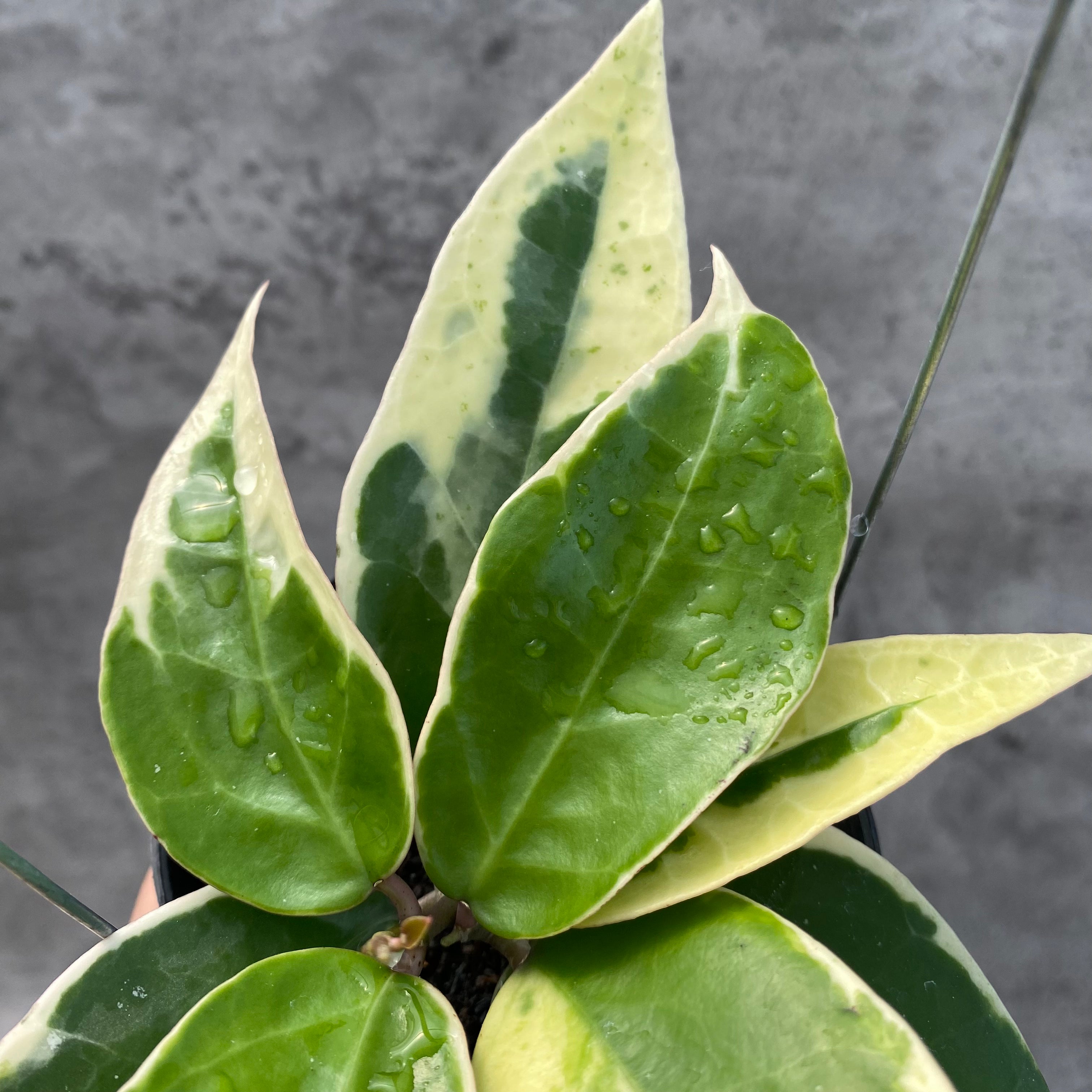 RP31-8 Hoya Verticillata SP Panglay Albomarginata