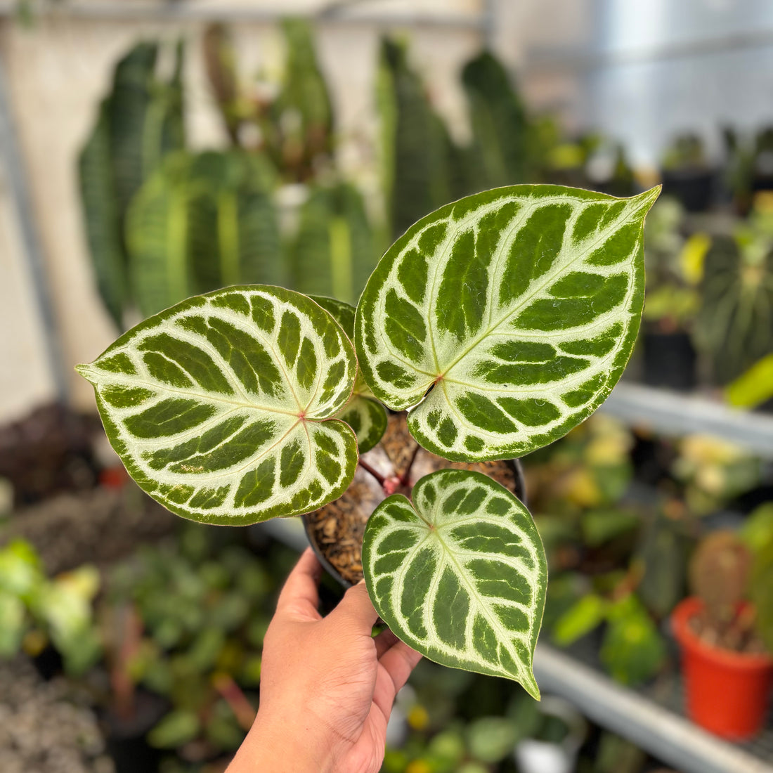 Anthurium (Dorayaki x Red Crystalinum) x Angel Dreams