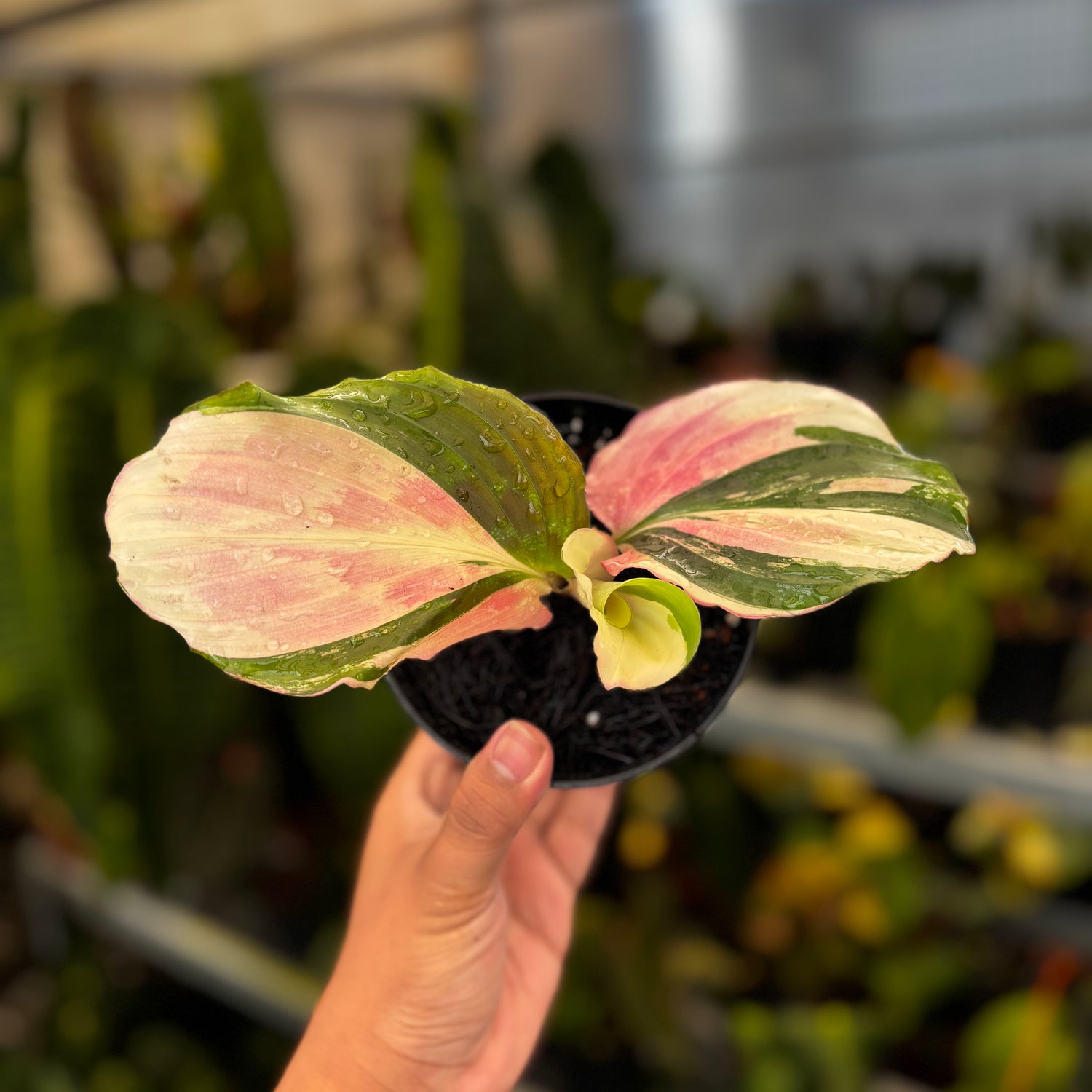 Kaempferia Variegated