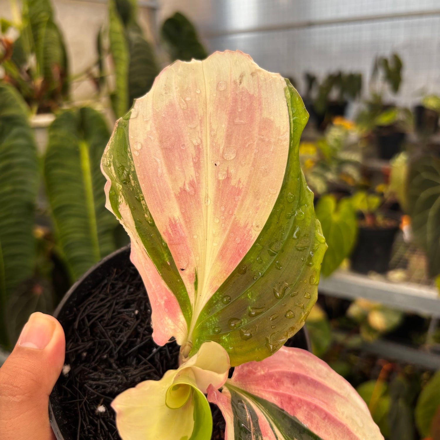 Kaempferia Variegated