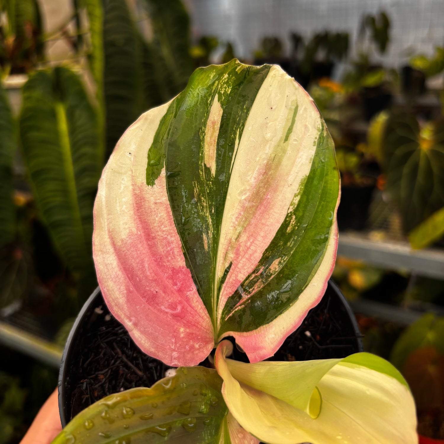 Kaempferia Variegated