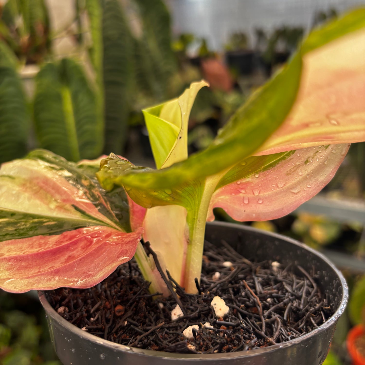 Kaempferia Variegated