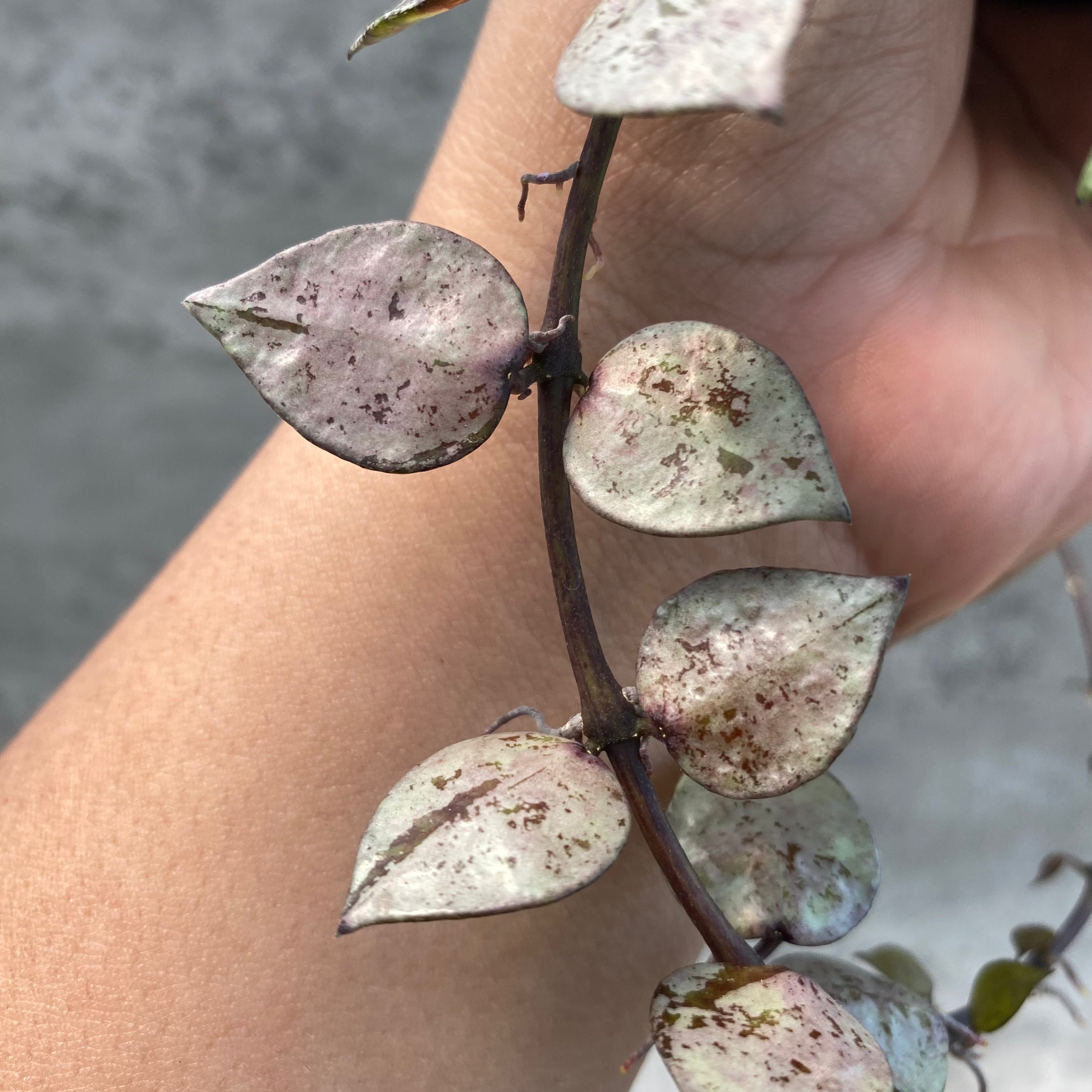 RP48-8 Hoya Lacunosa Black Aurora