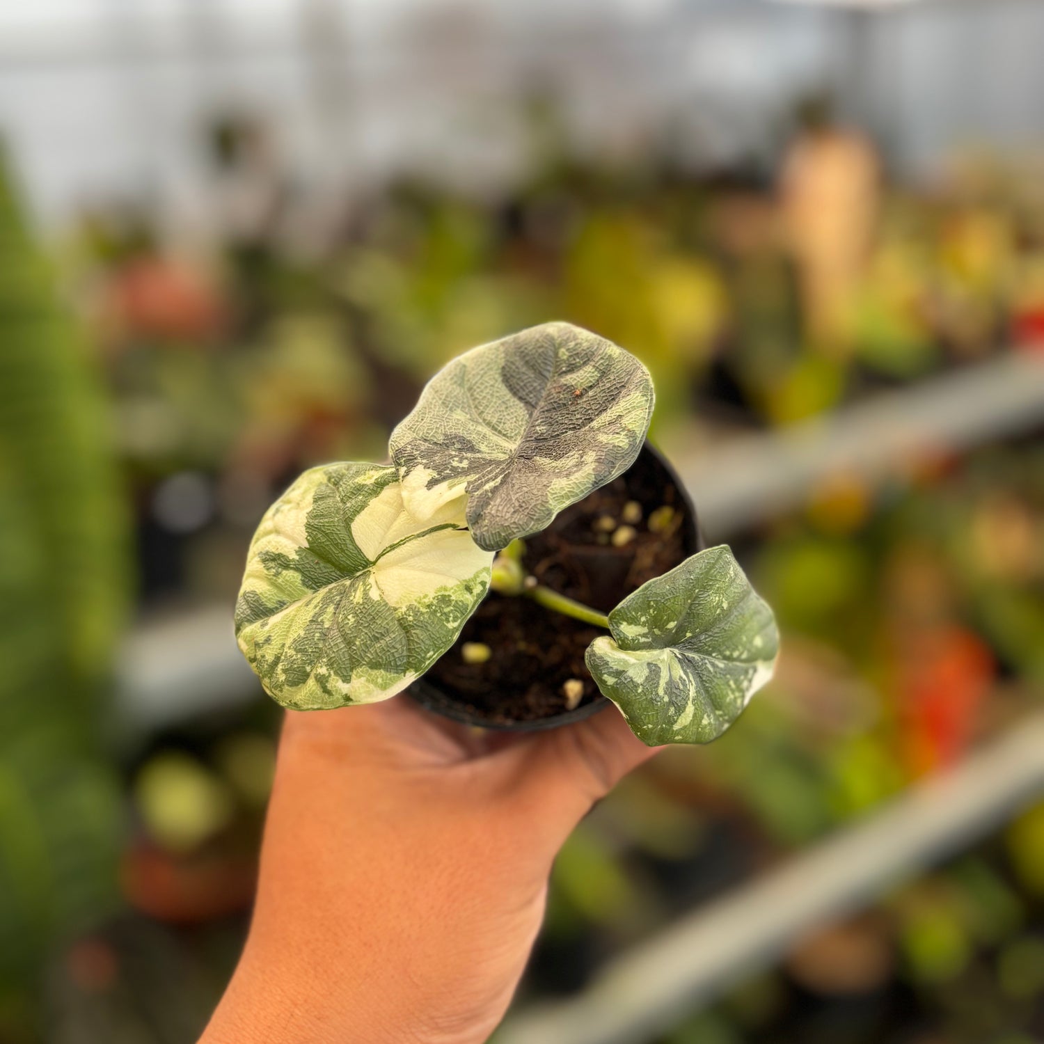 Alocasia Melo Badak Variegated