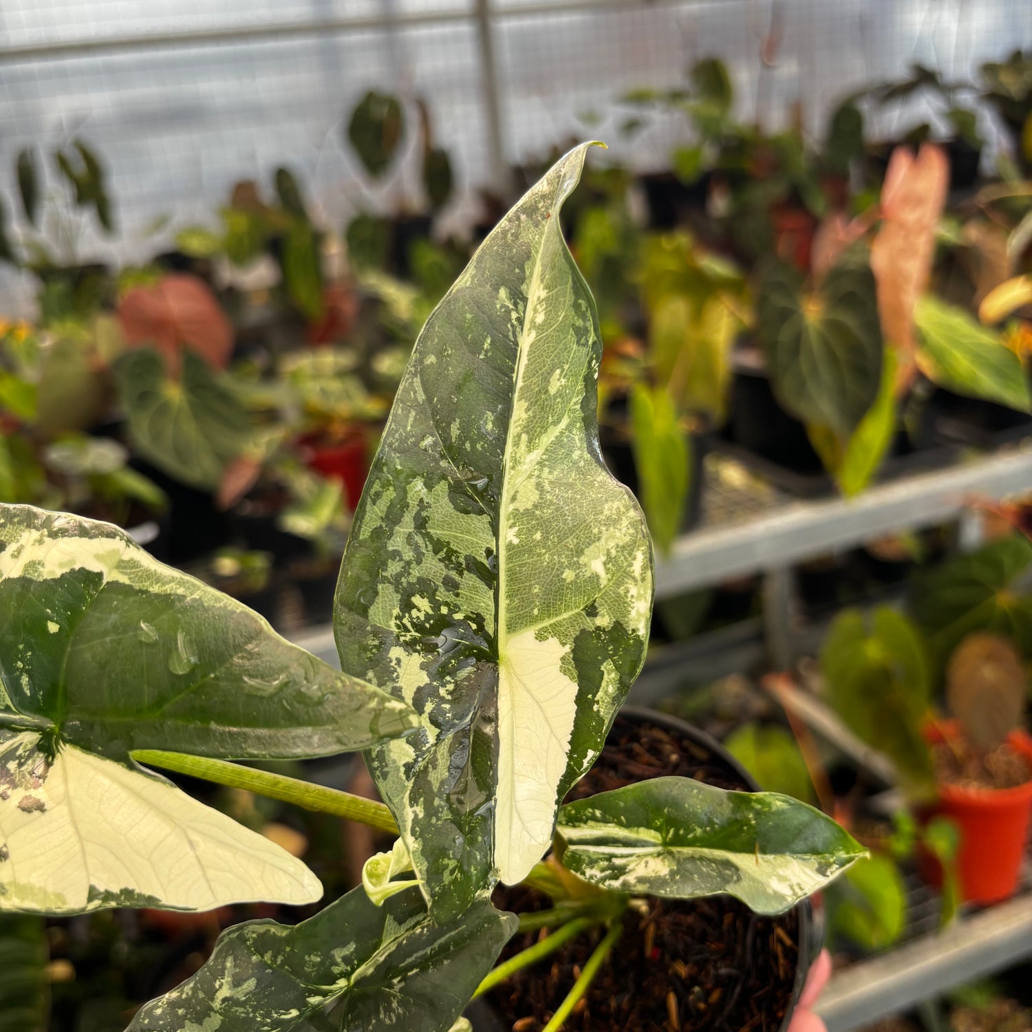 Alocasia Simpo Albo Variegated