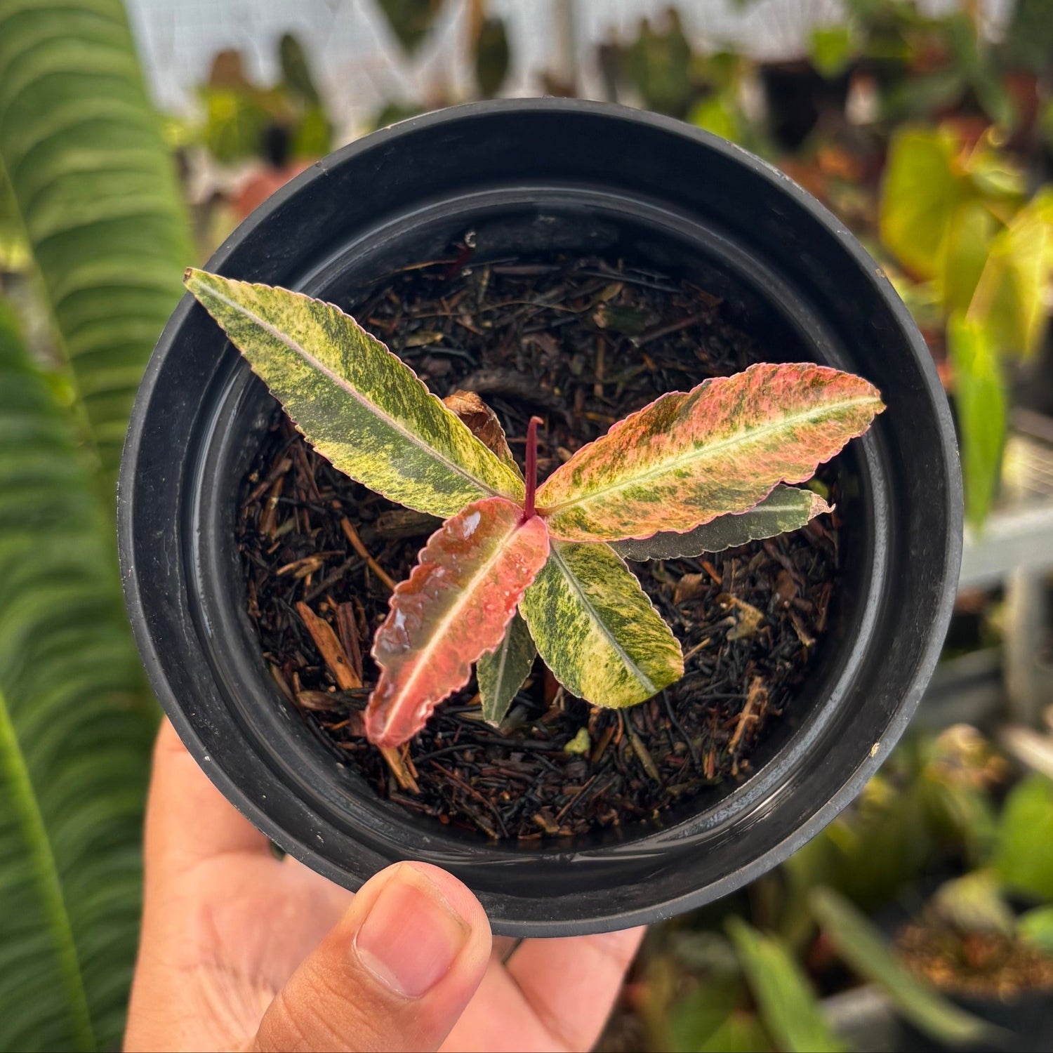 Labisia Sp Variegated