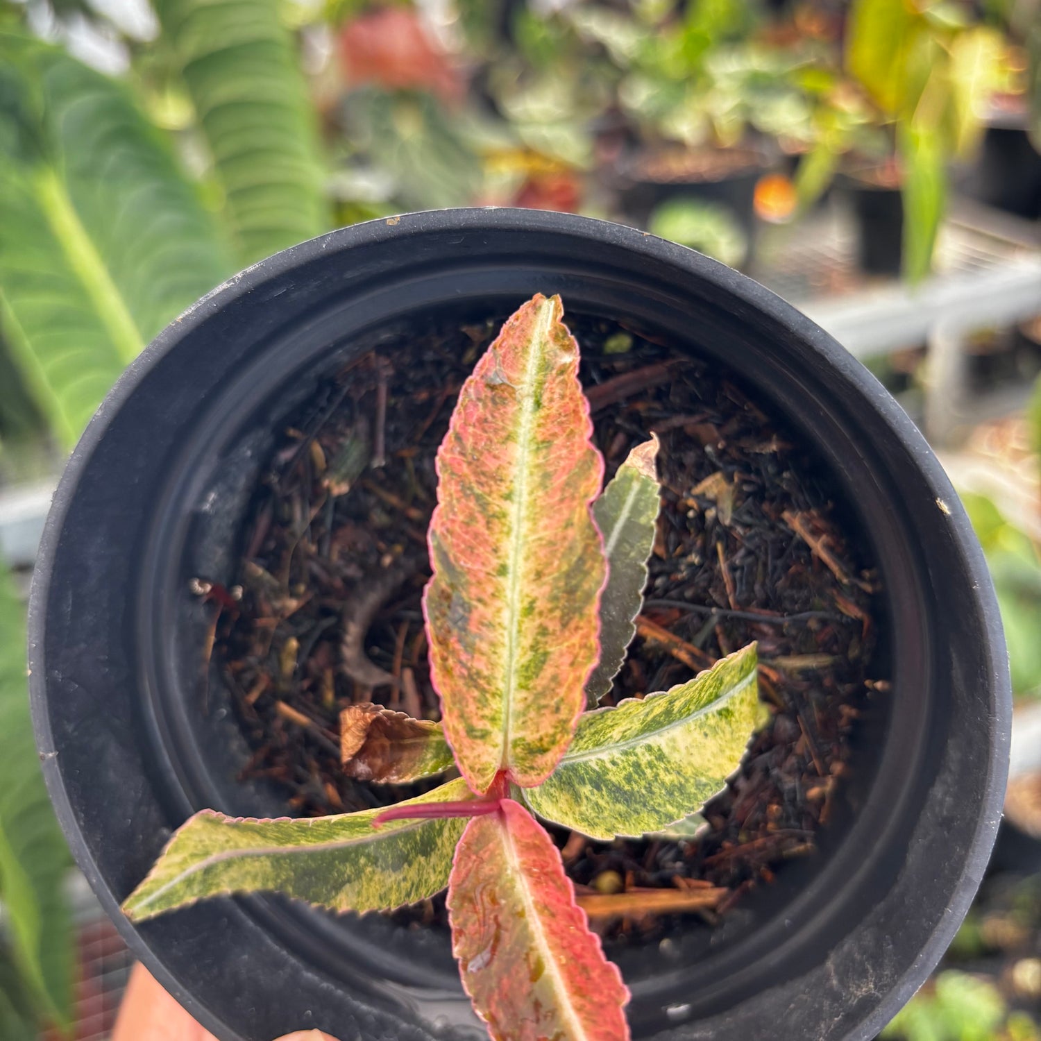 Labisia Sp Variegated