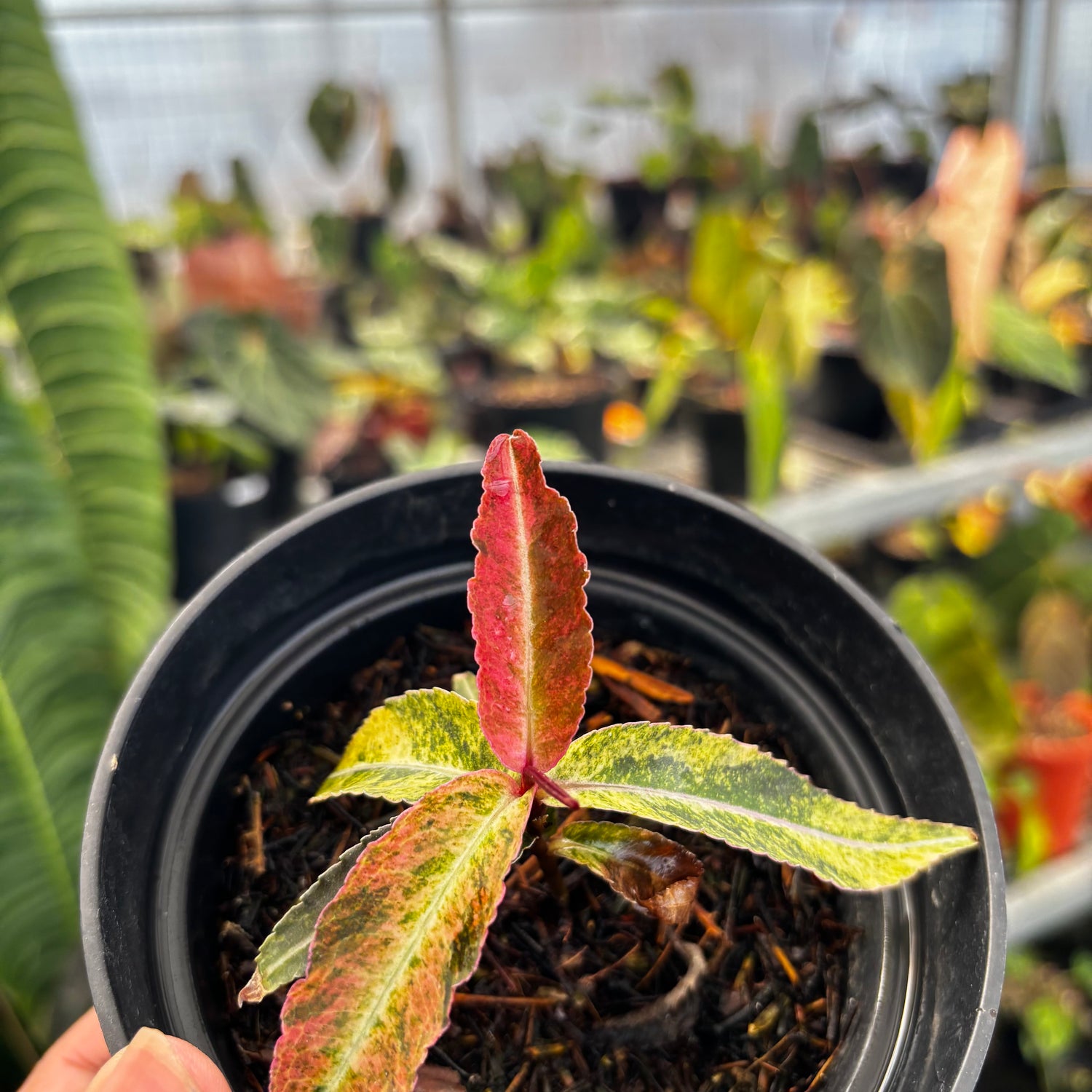 Labisia Sp Variegated