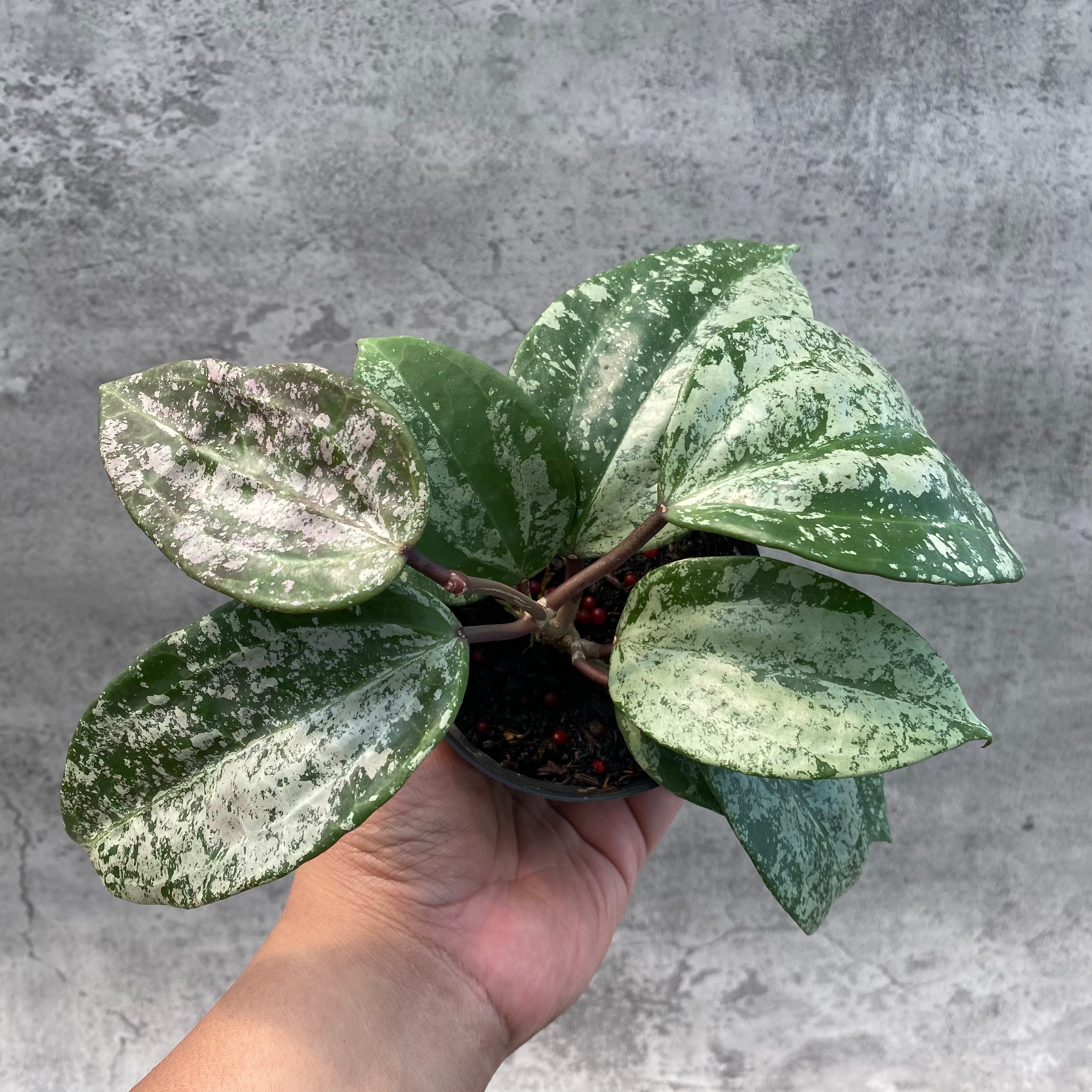 RP46-8 Hoya Latifolia MRH