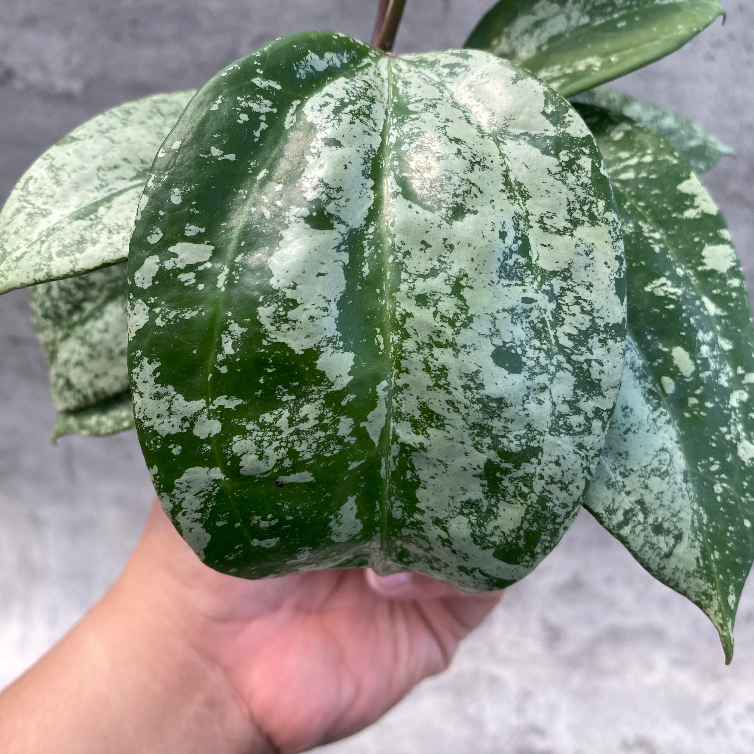 RP46-8 Hoya Latifolia MRH