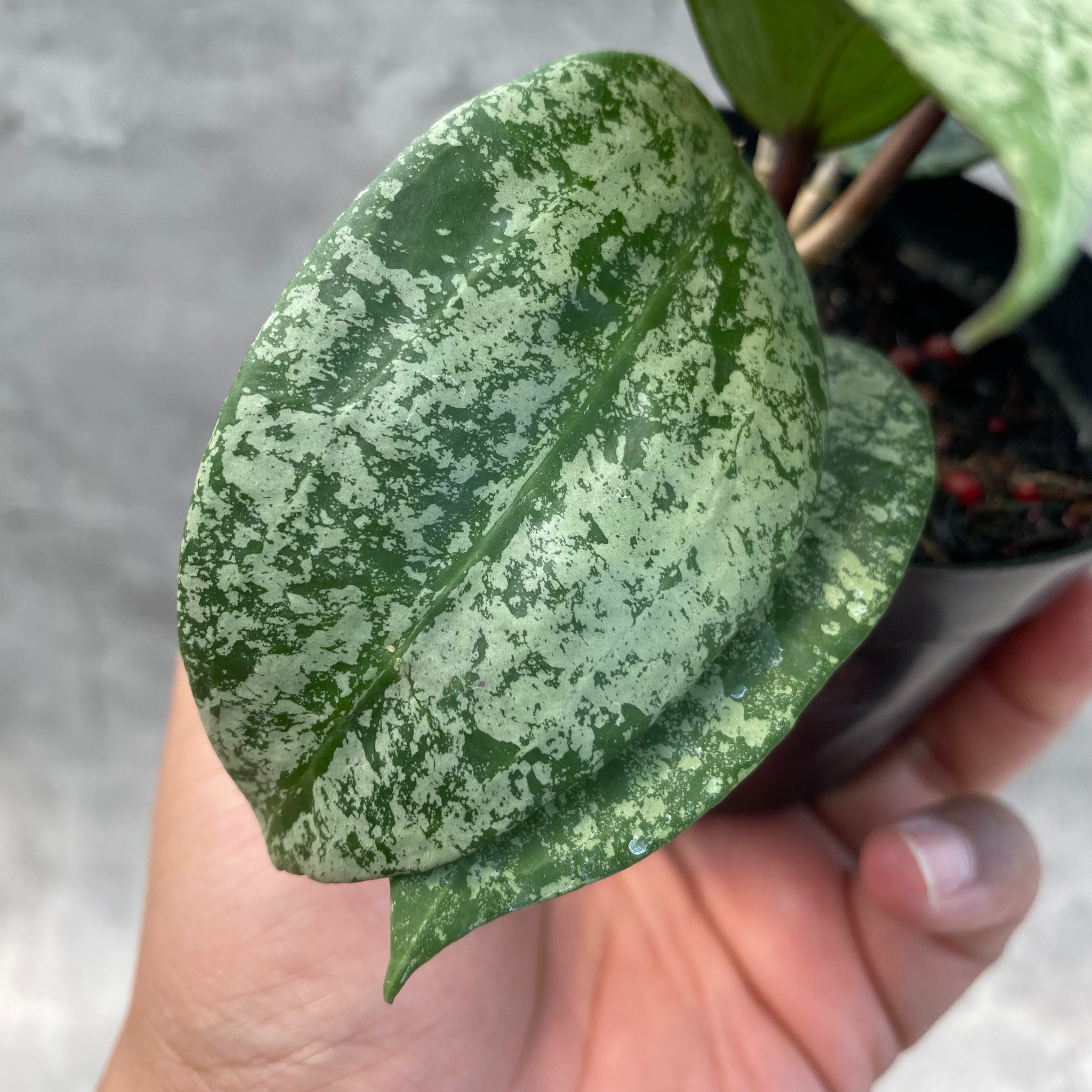 RP46-8 Hoya Latifolia MRH