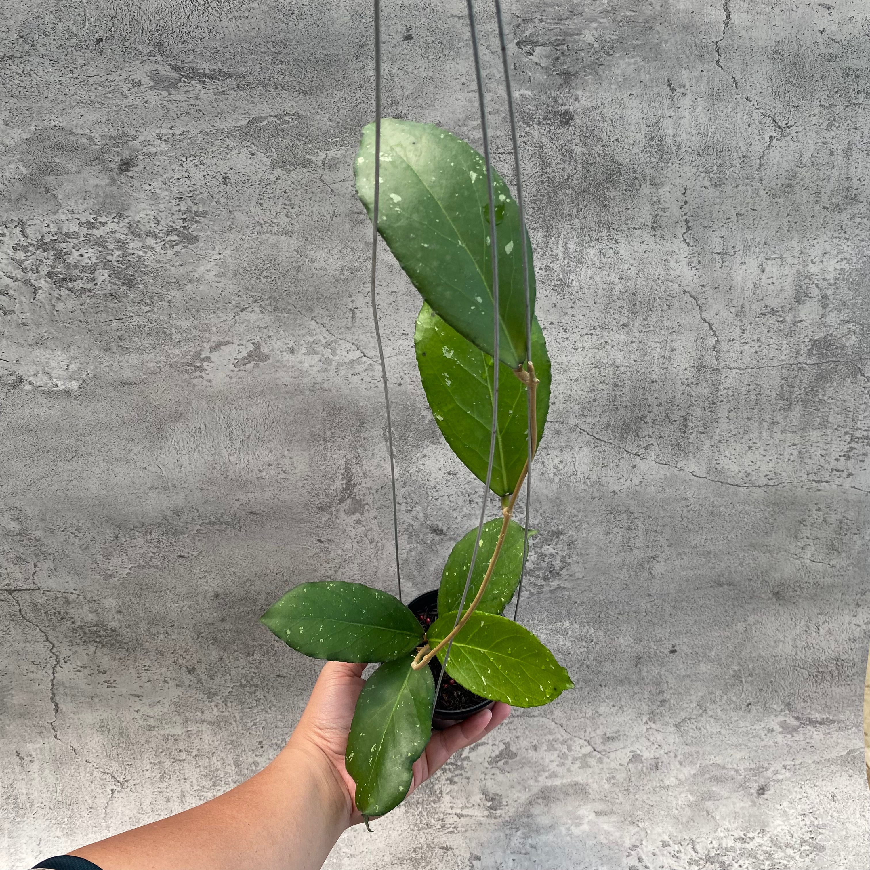 RP37-8 Hoya SP Tanggamus Bottom Red