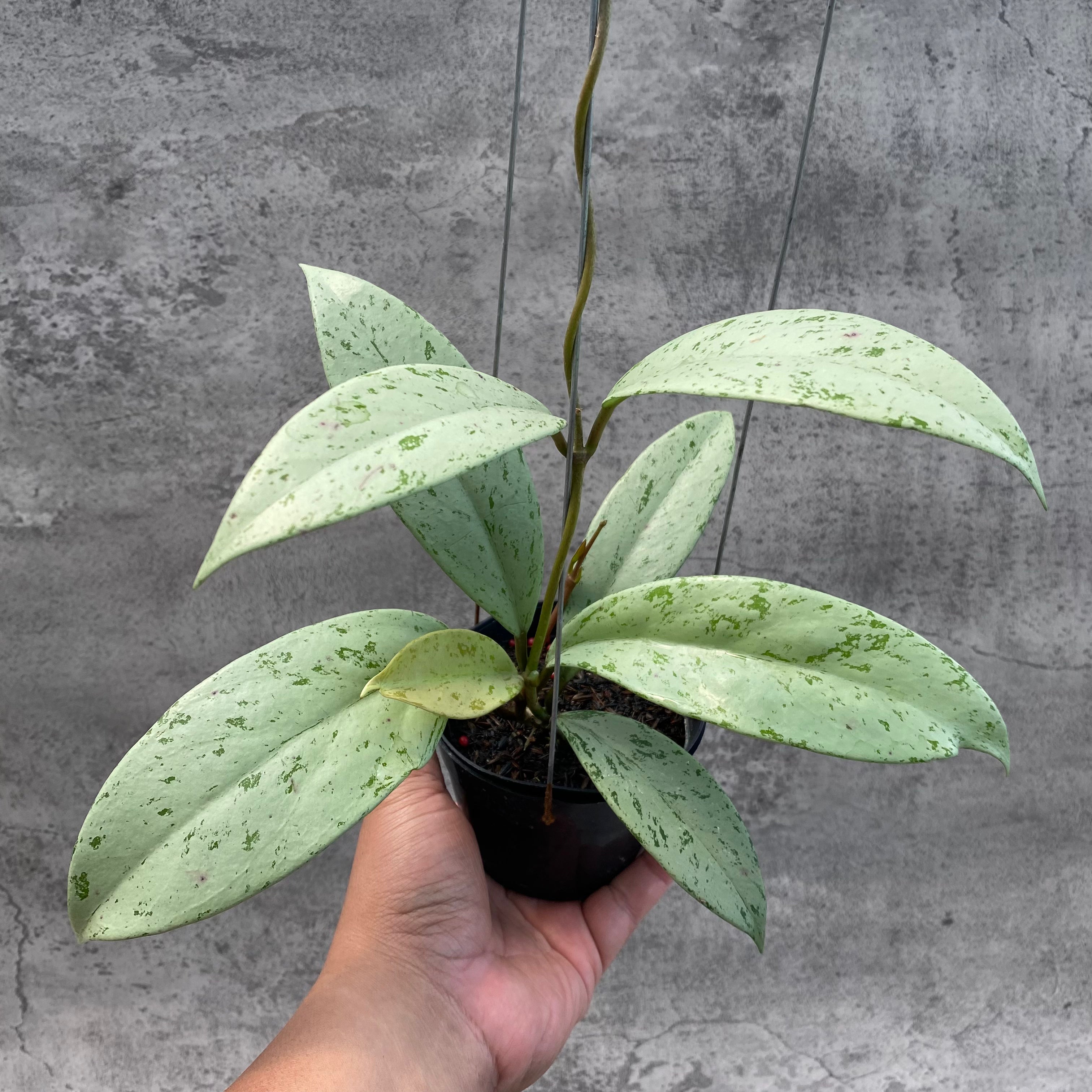 RP42-8 Hoya Macrophylla Watermelon