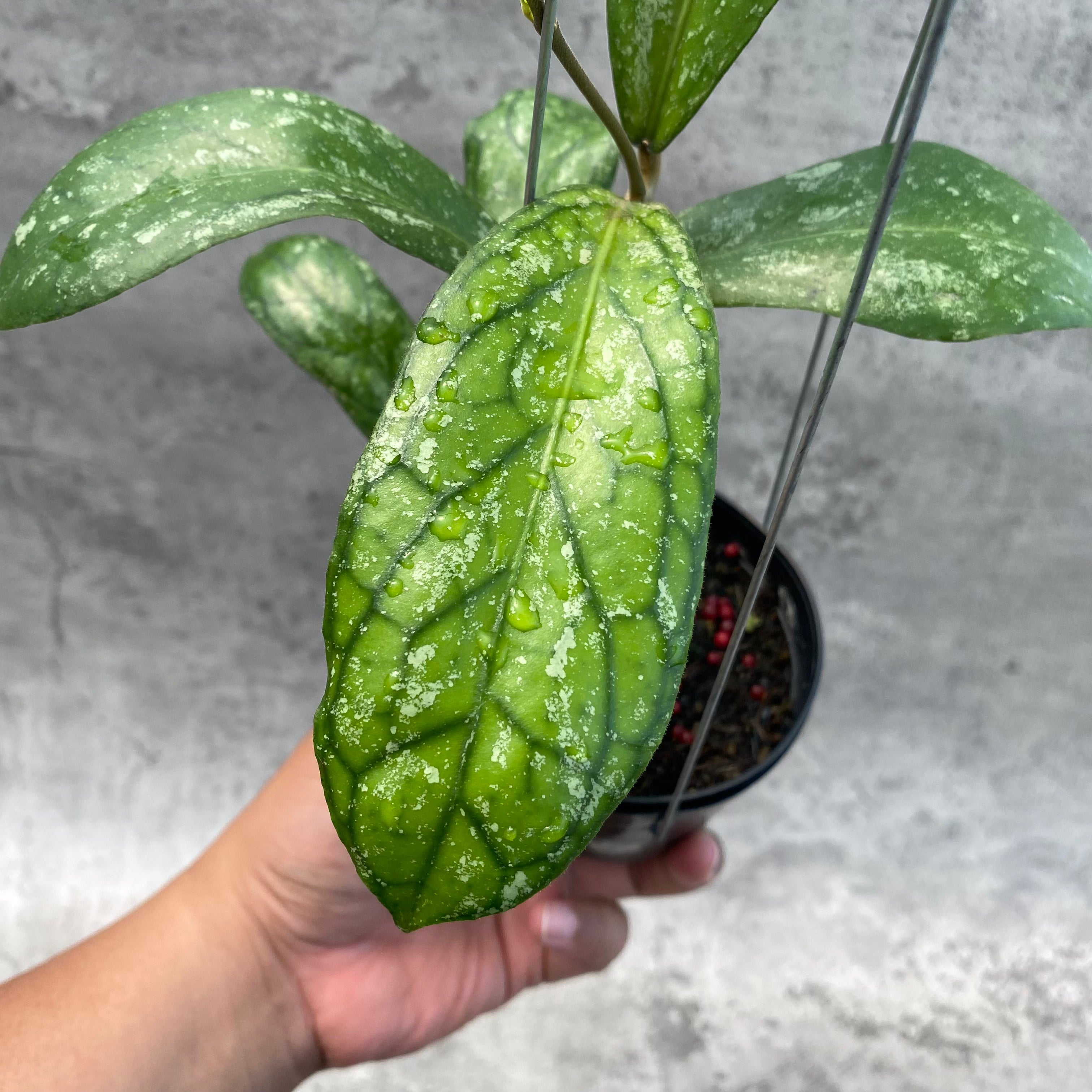 RP35-8 Hoya SP Tanggamus Splash "Waymaja"