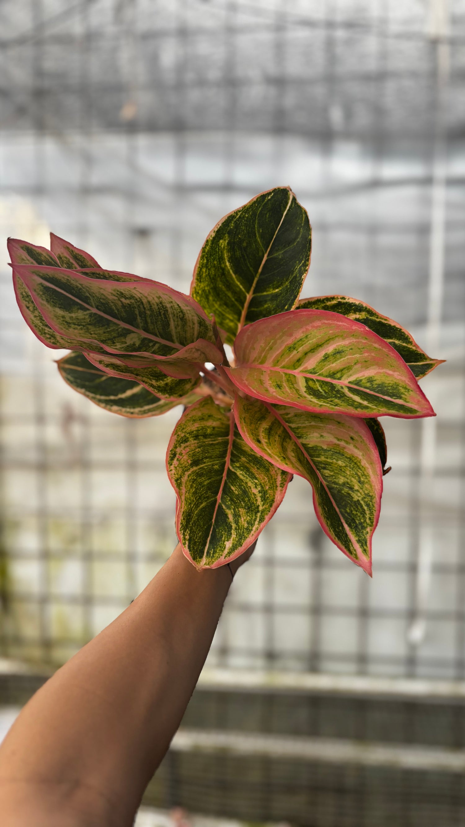 Aglaonema Dejavu
