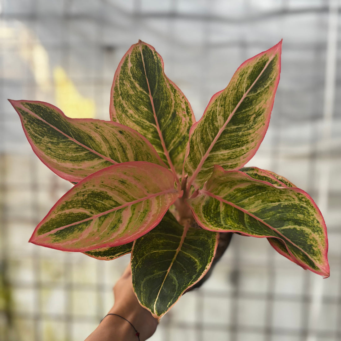 Aglaonema Dejavu