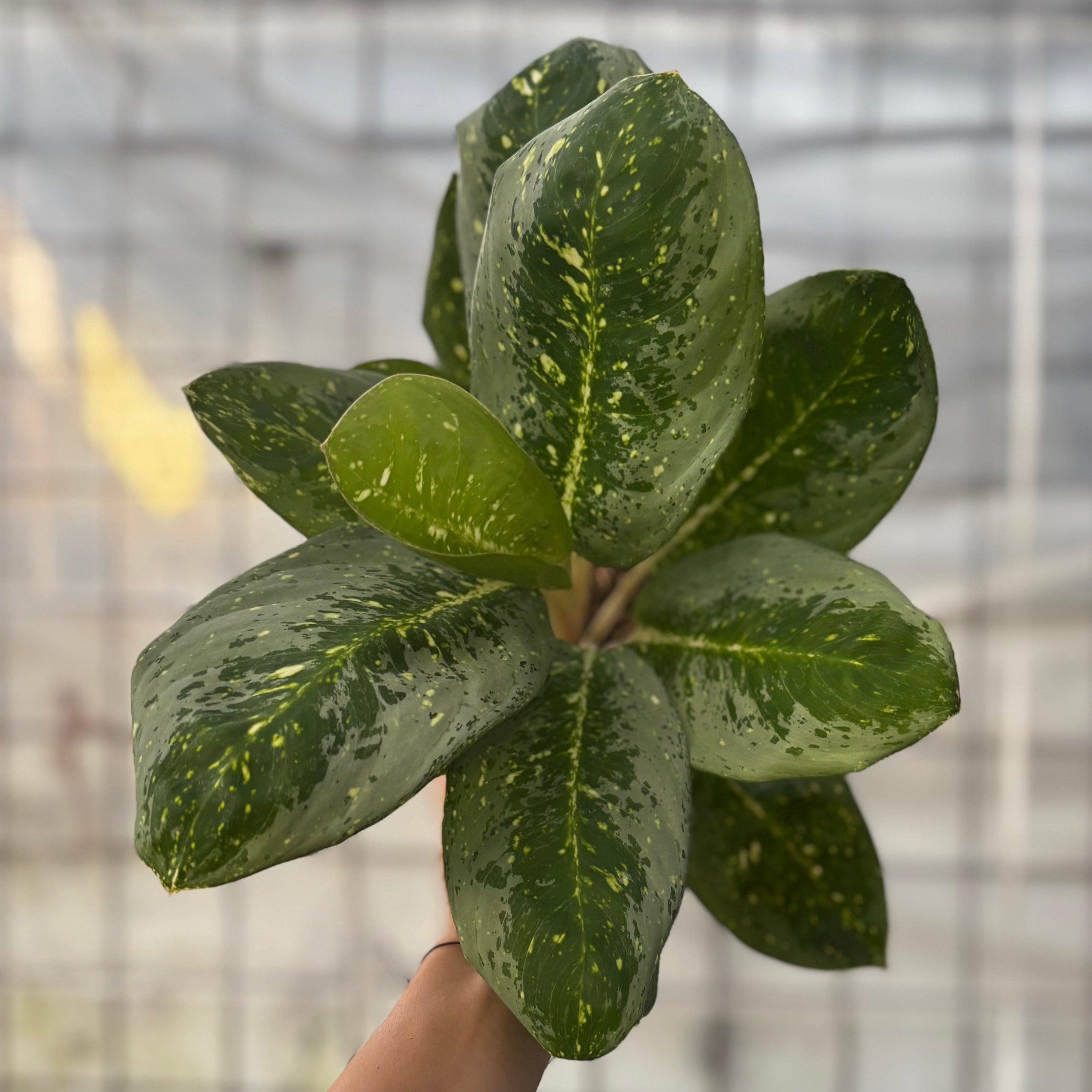 aglaonema milky way Aglaonema Milky Way
