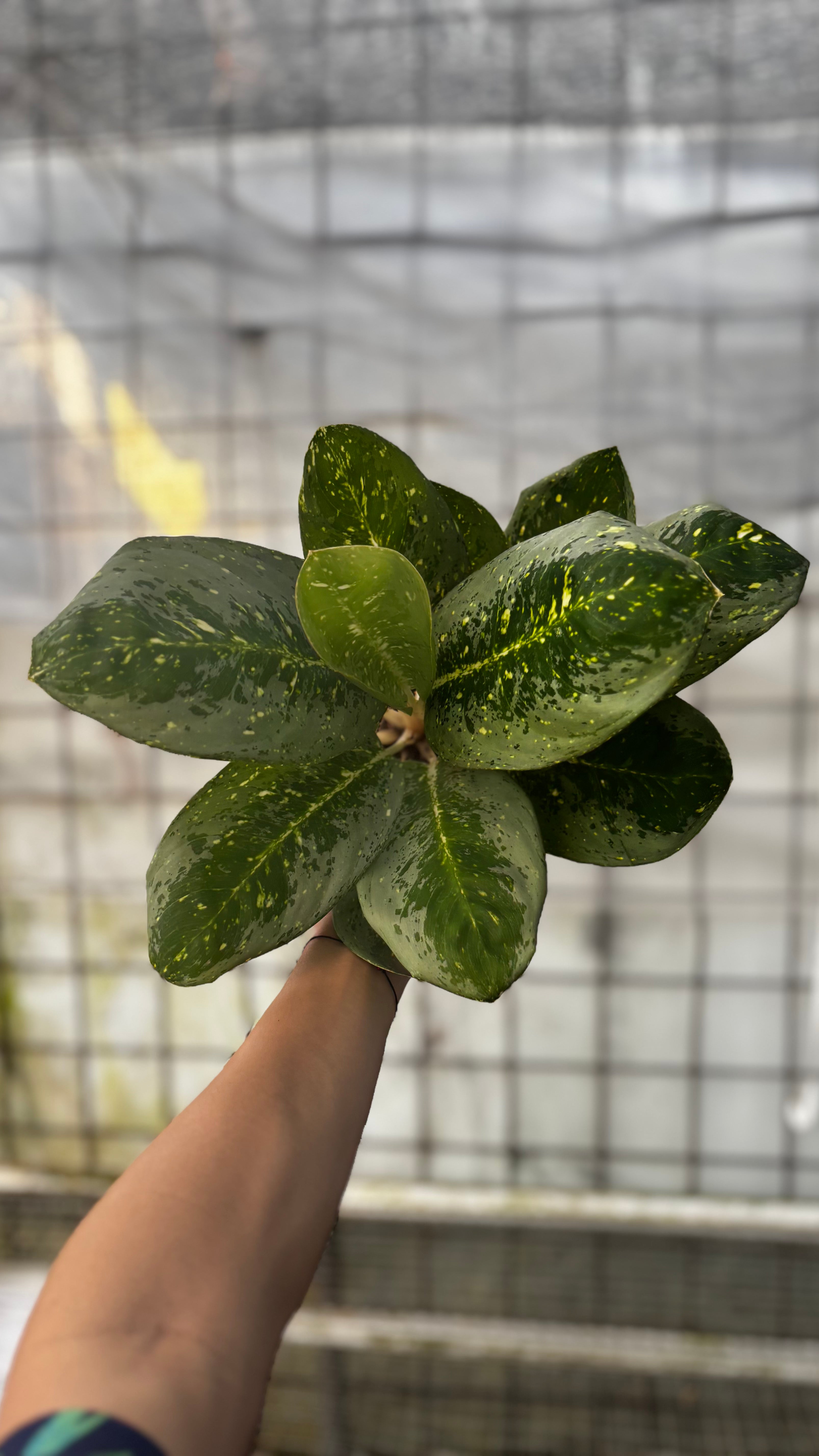 Aglaonema Black Milky Way