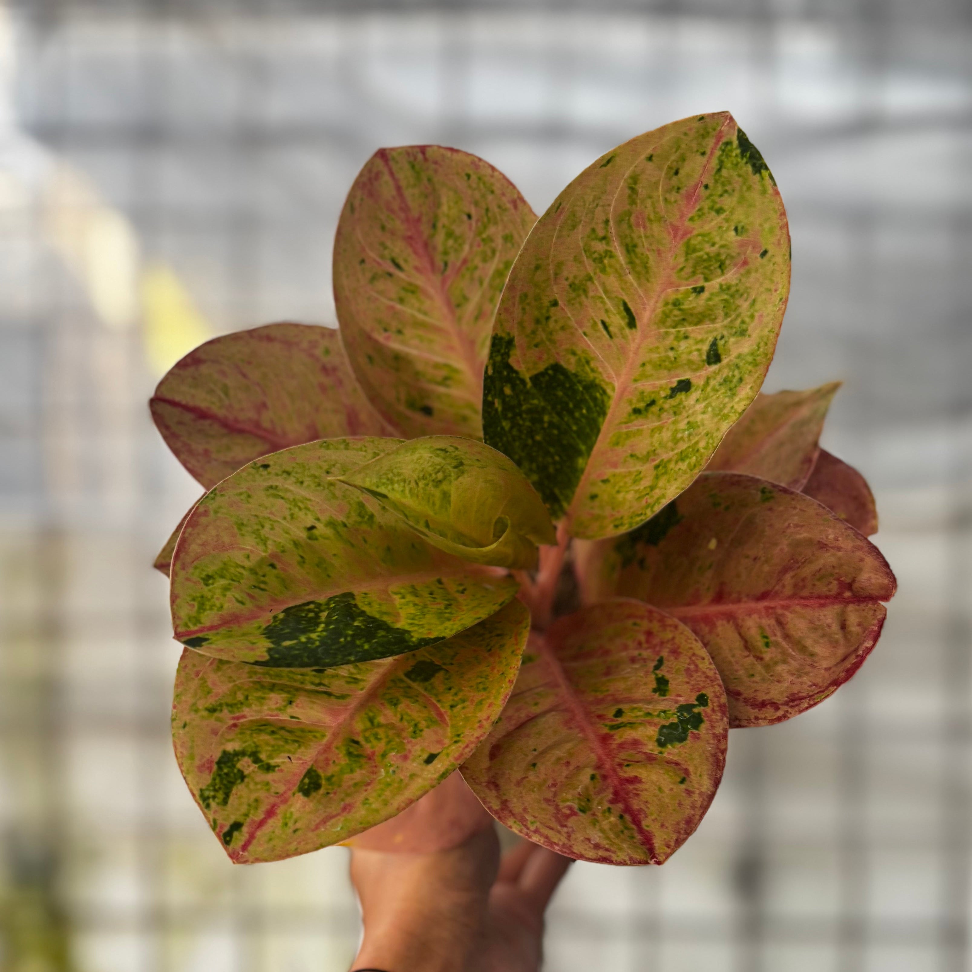 Aglaonema Emerald