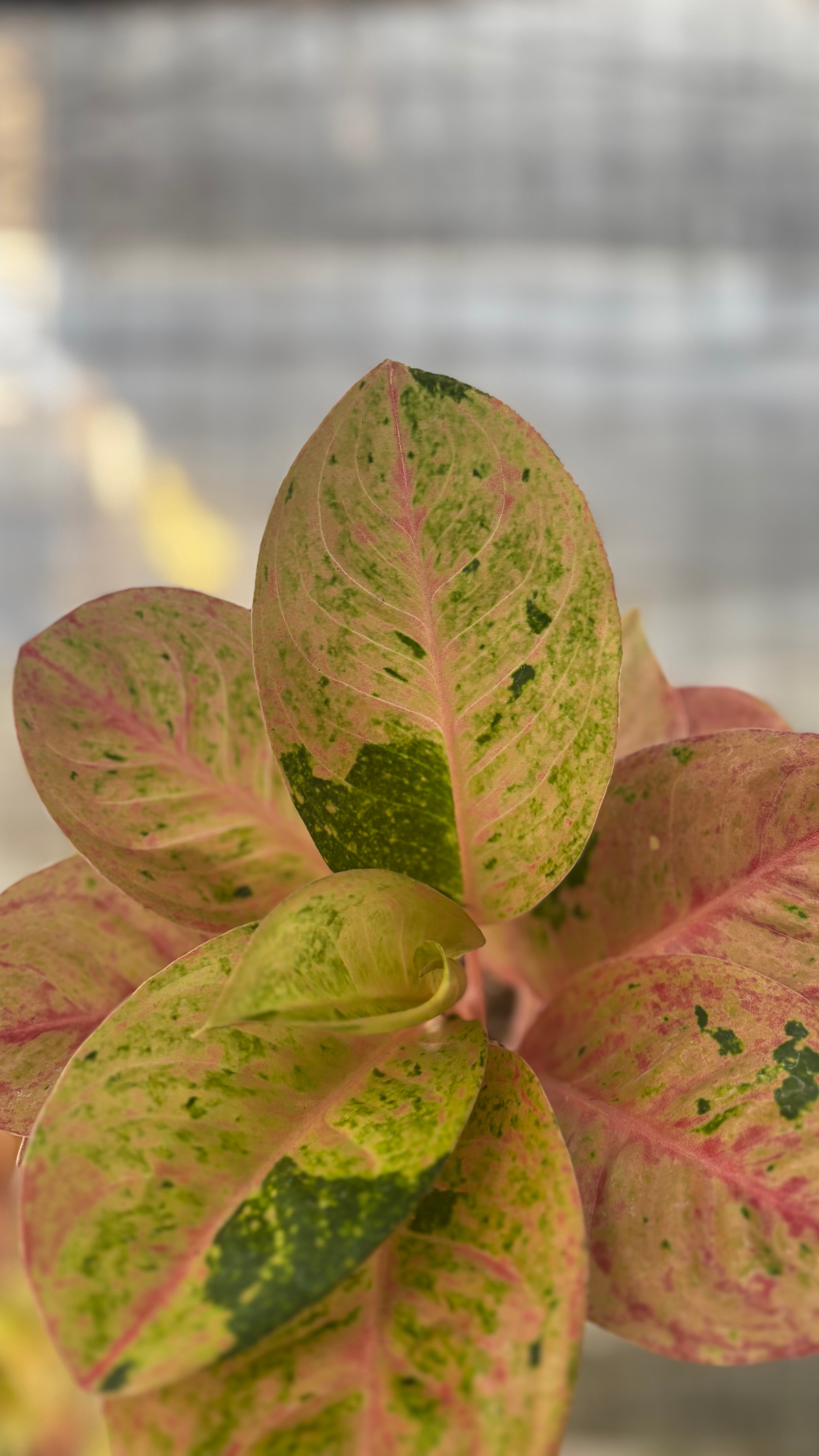 Aglaonema Emerald