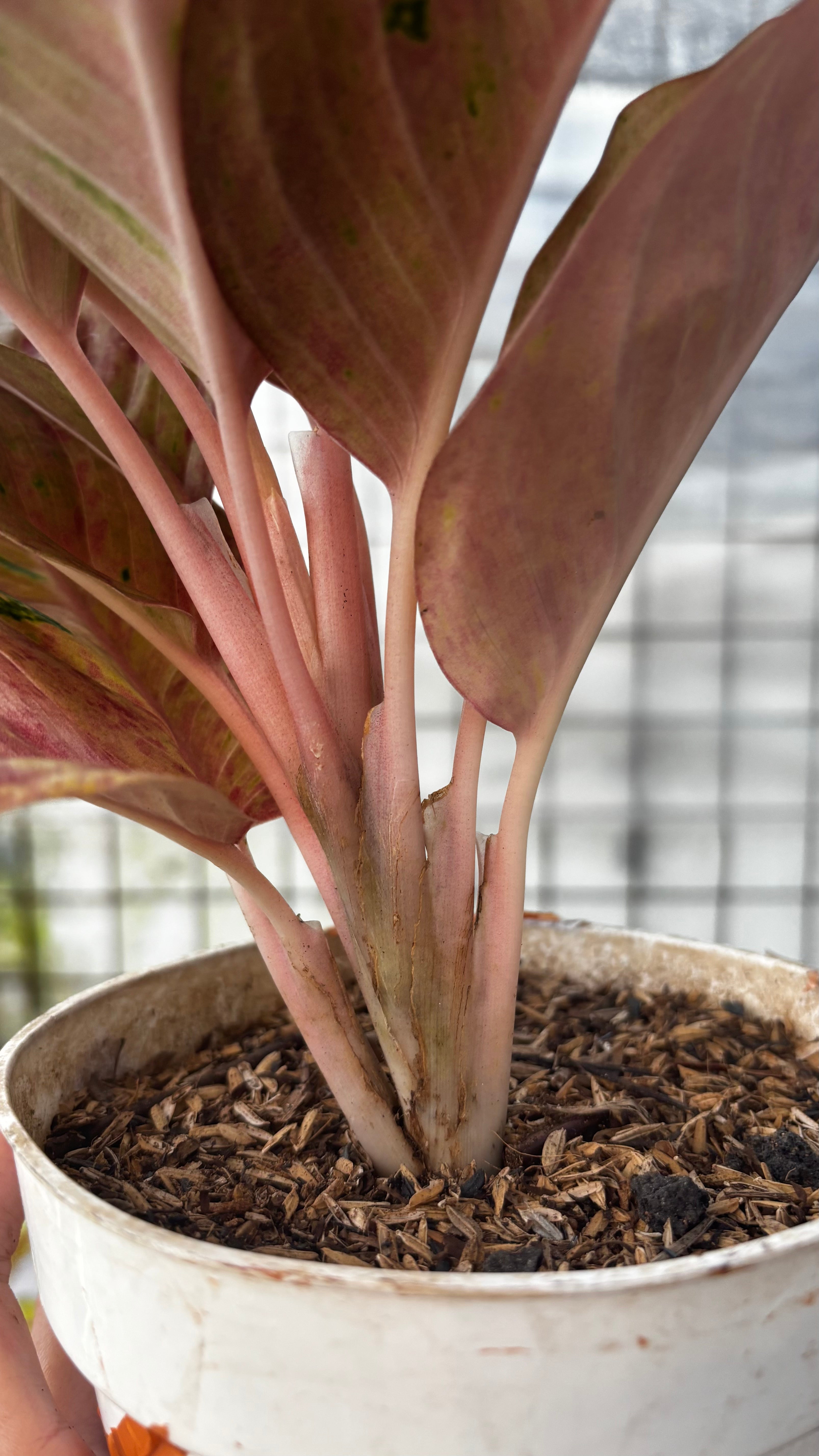 Aglaonema Emerald