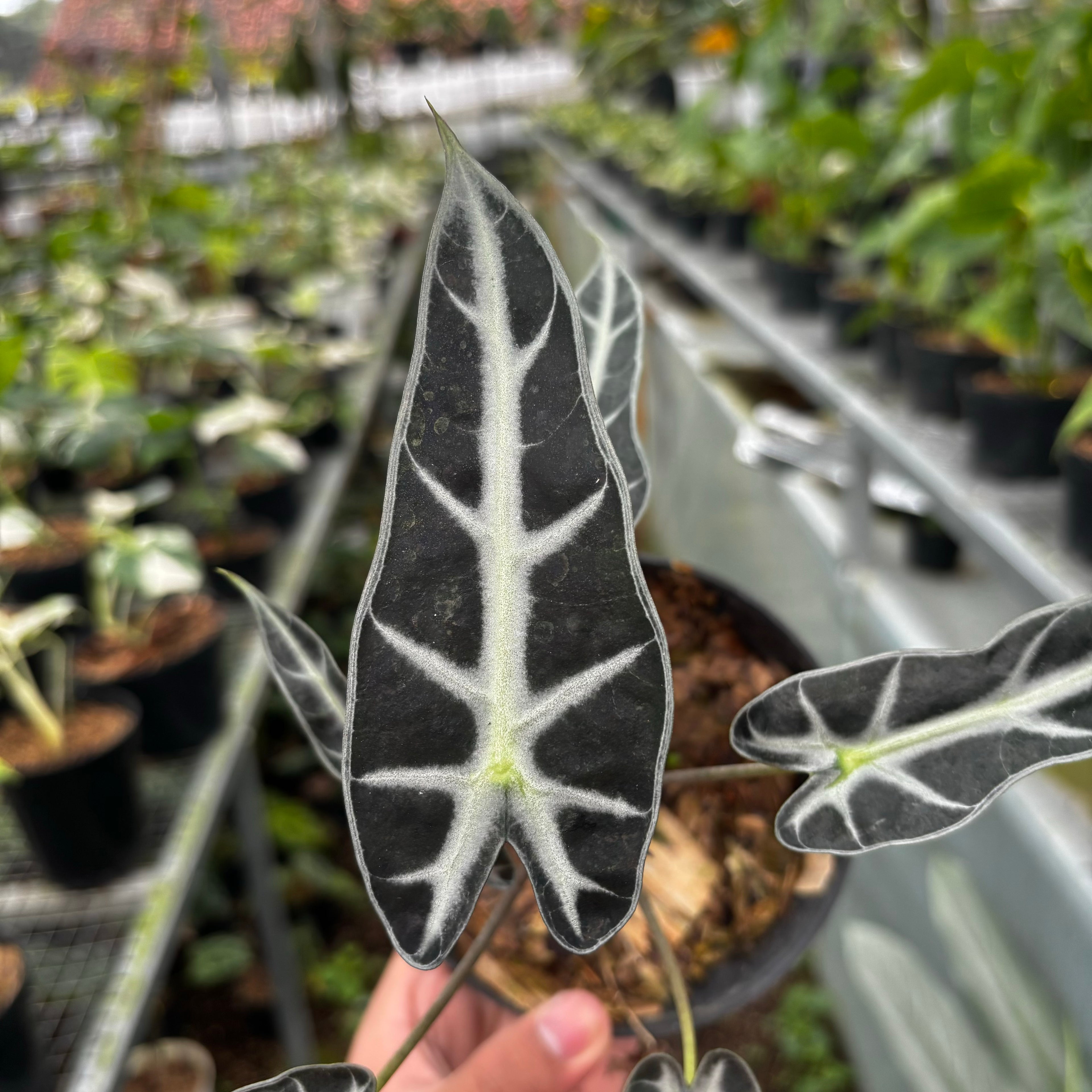 Alocasia Bambino