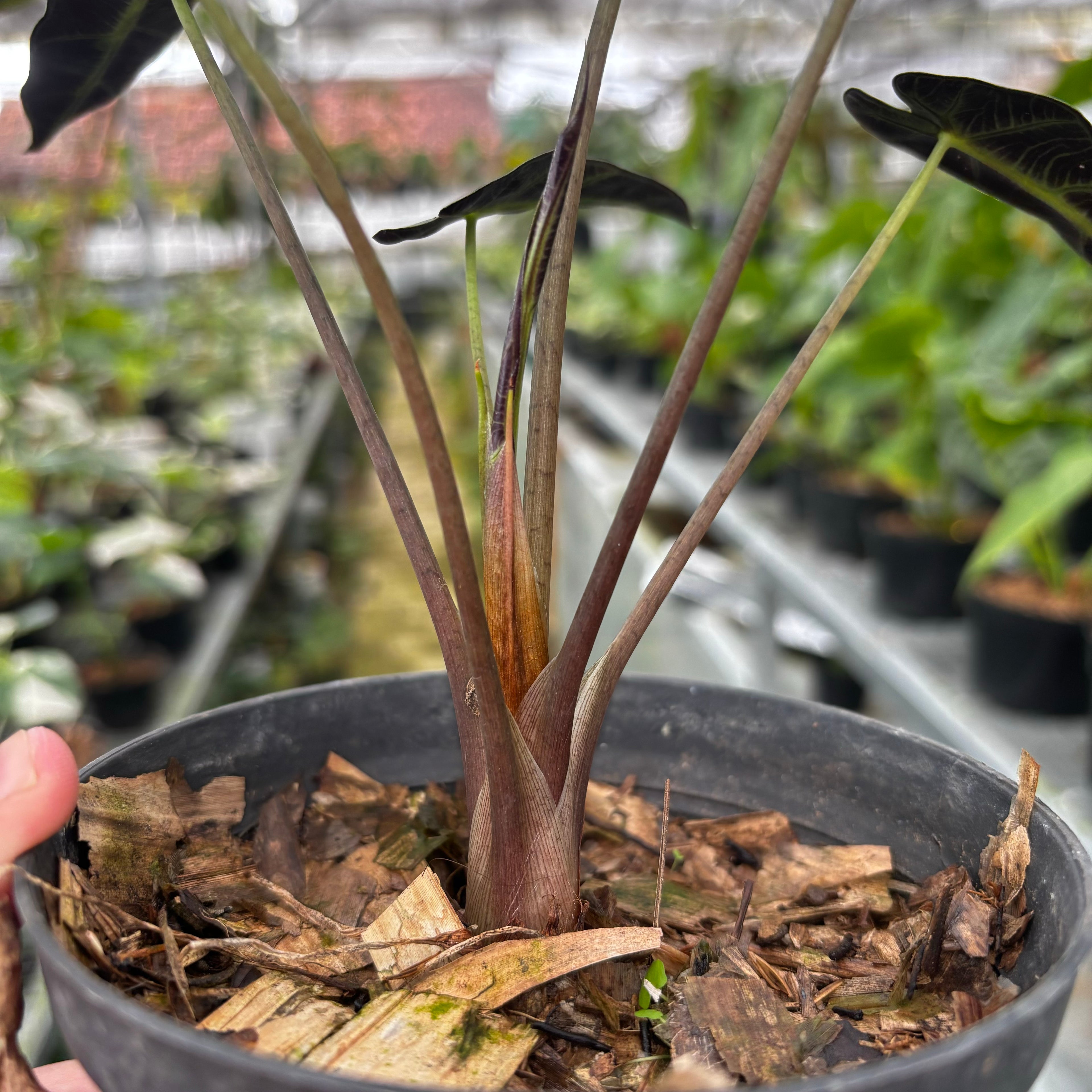 Alocasia Bambino