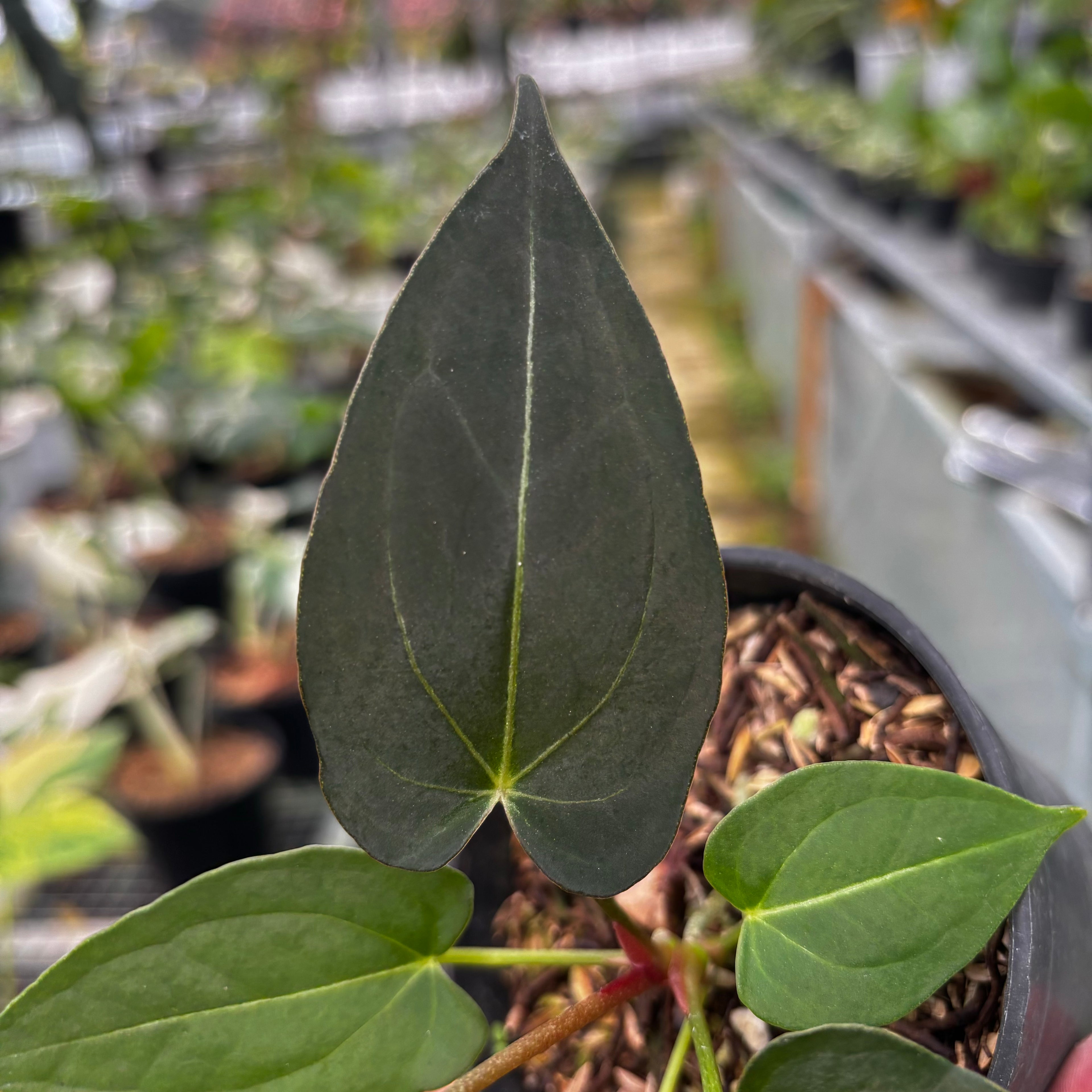Anthurium Papillilaminum x Magnificum Seedling