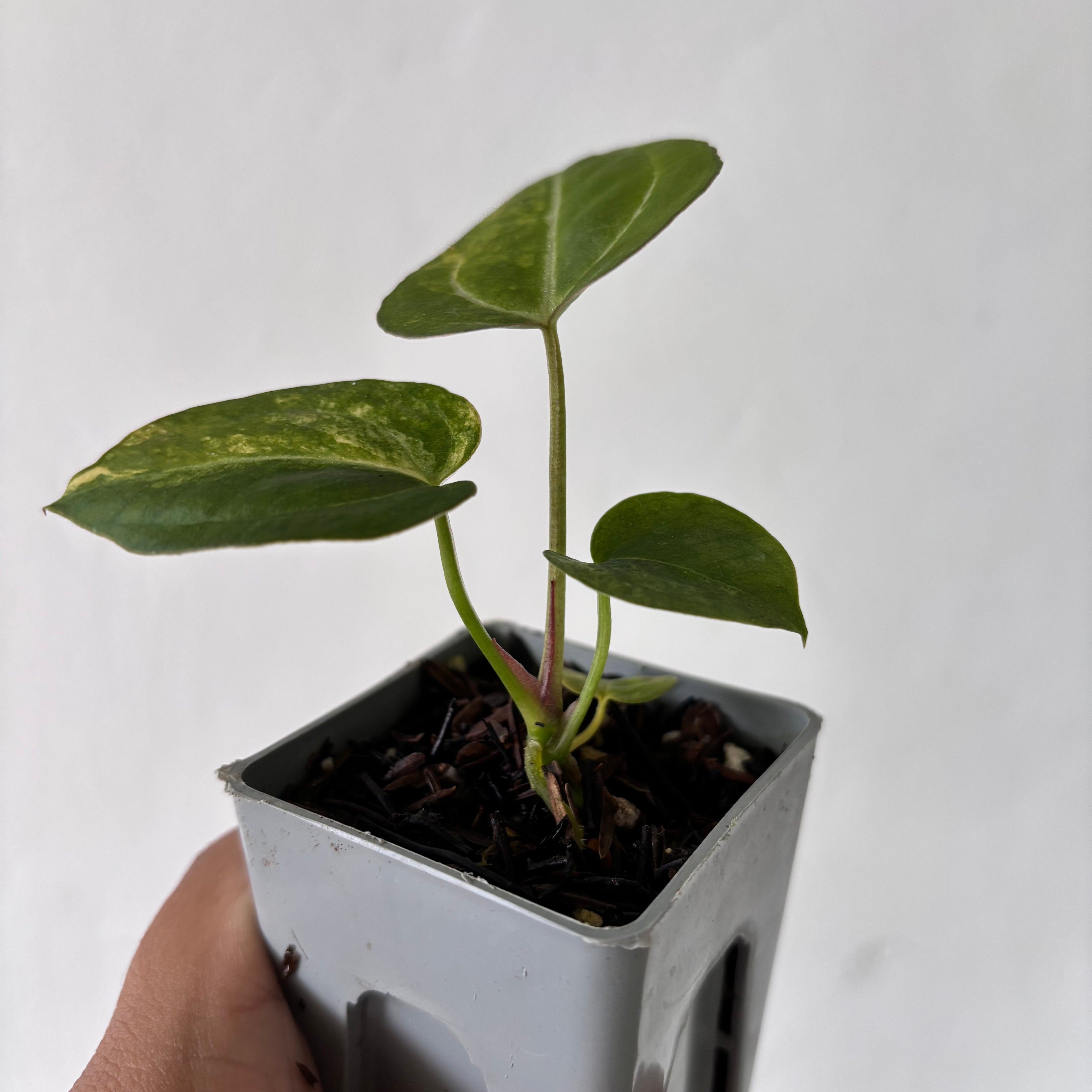 Anthurium Papilillaminum Pink x M x Purple BVIT